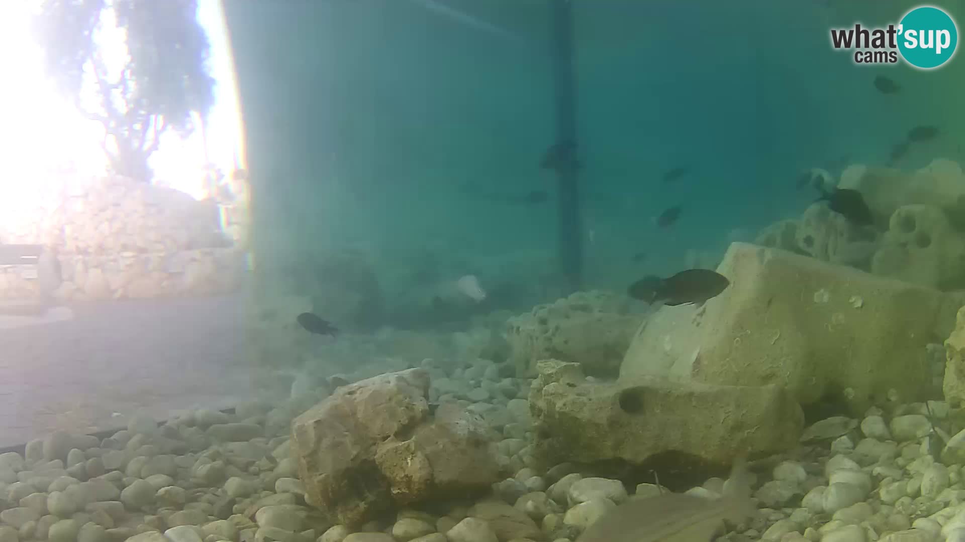 Webcam de l’aquarium marin extérieur de Rogoznica Croatie