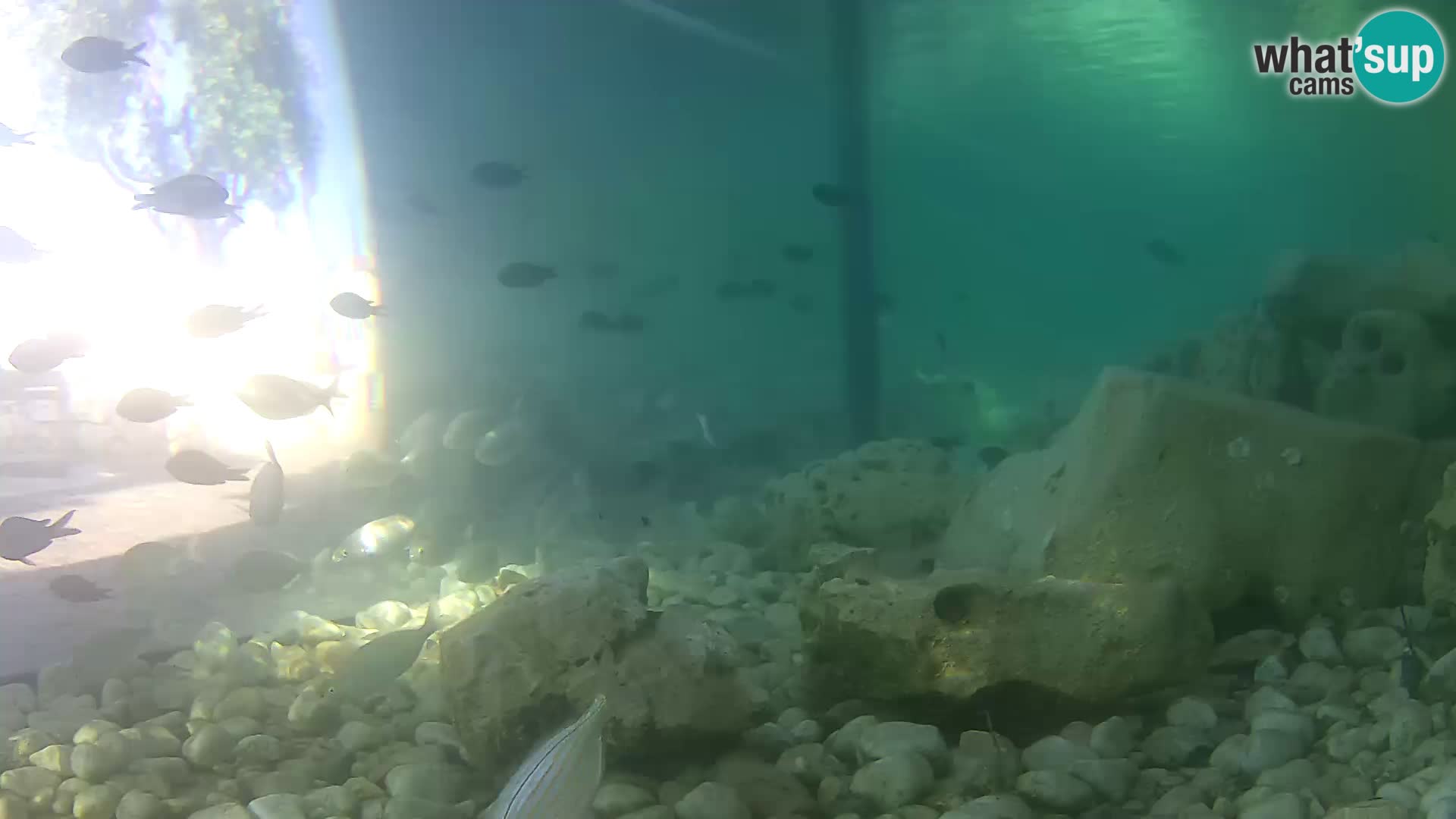 Acuario marino al aire libre Rogoznica webcam Croacia