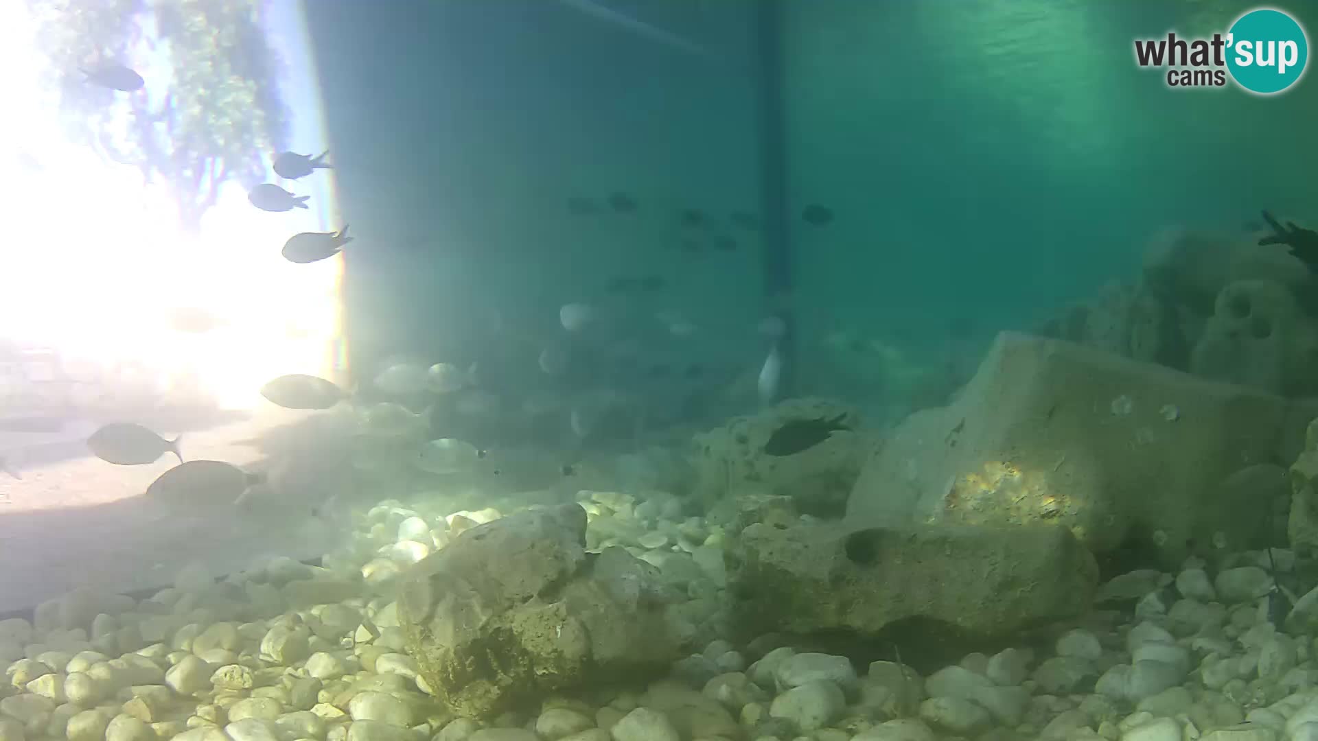 Aquario marino esterno –  Rogoznica livecam Croazia