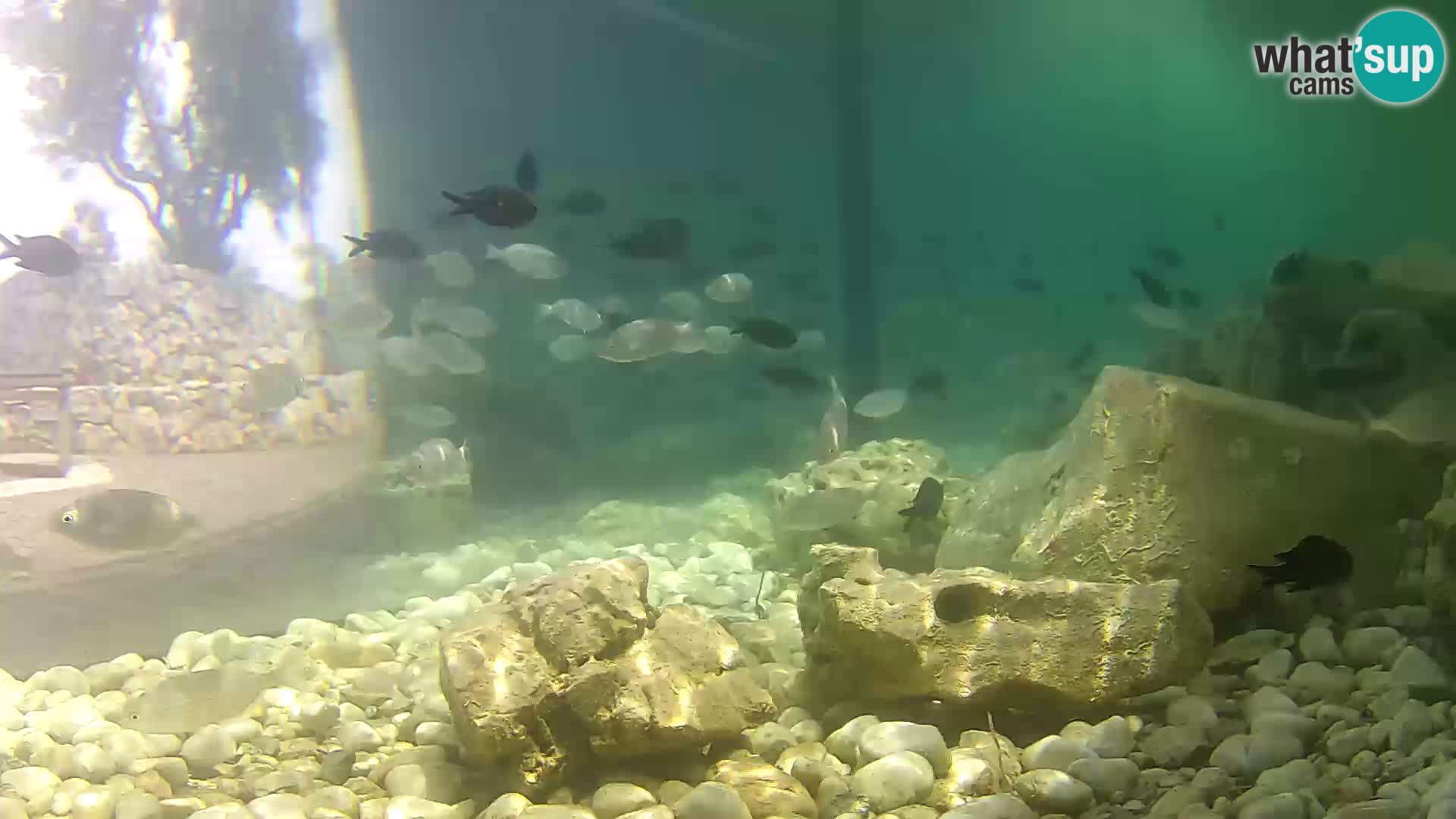 Zunanji morski akvarij Rogoznica spletna kamera Hrvaška