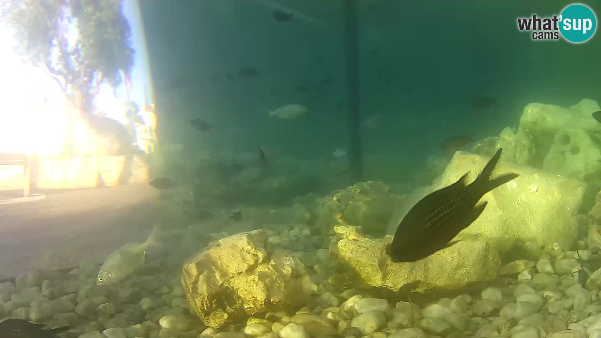 Webcam de l’aquarium marin extérieur de Rogoznica Croatie