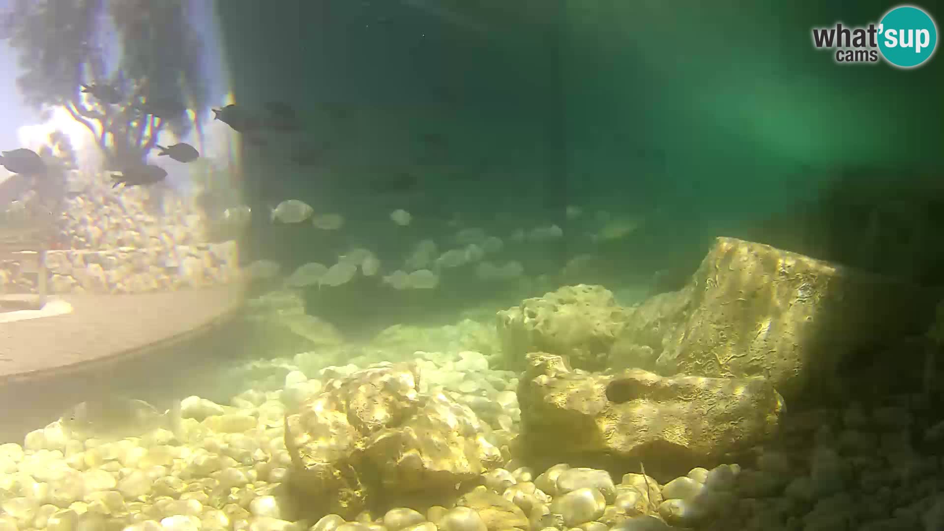 Marine Aquarium im Freien Rogoznica webcam Kroatien