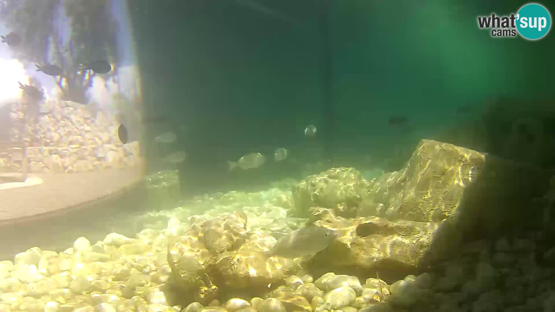 Marine Aquarium im Freien Rogoznica webcam Kroatien