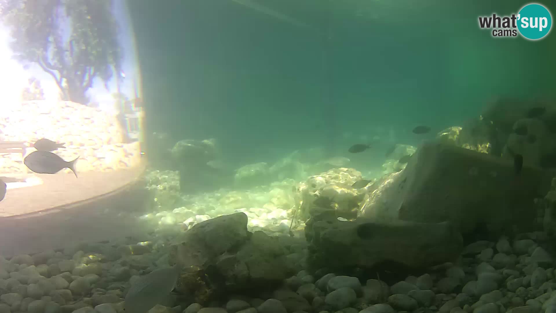 Marine Aquarium im Freien Rogoznica webcam Kroatien