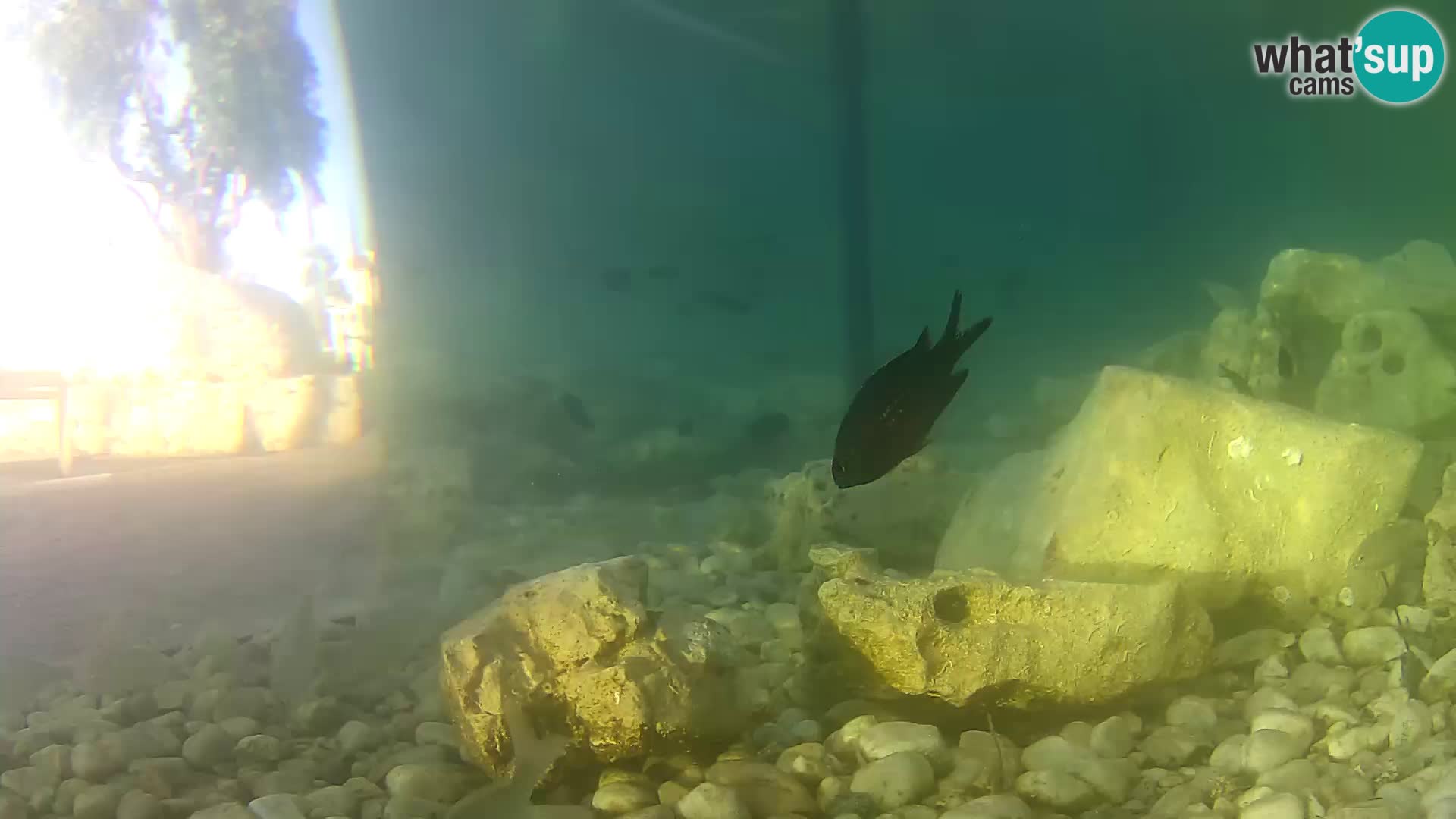 Marine Aquarium im Freien Rogoznica webcam Kroatien