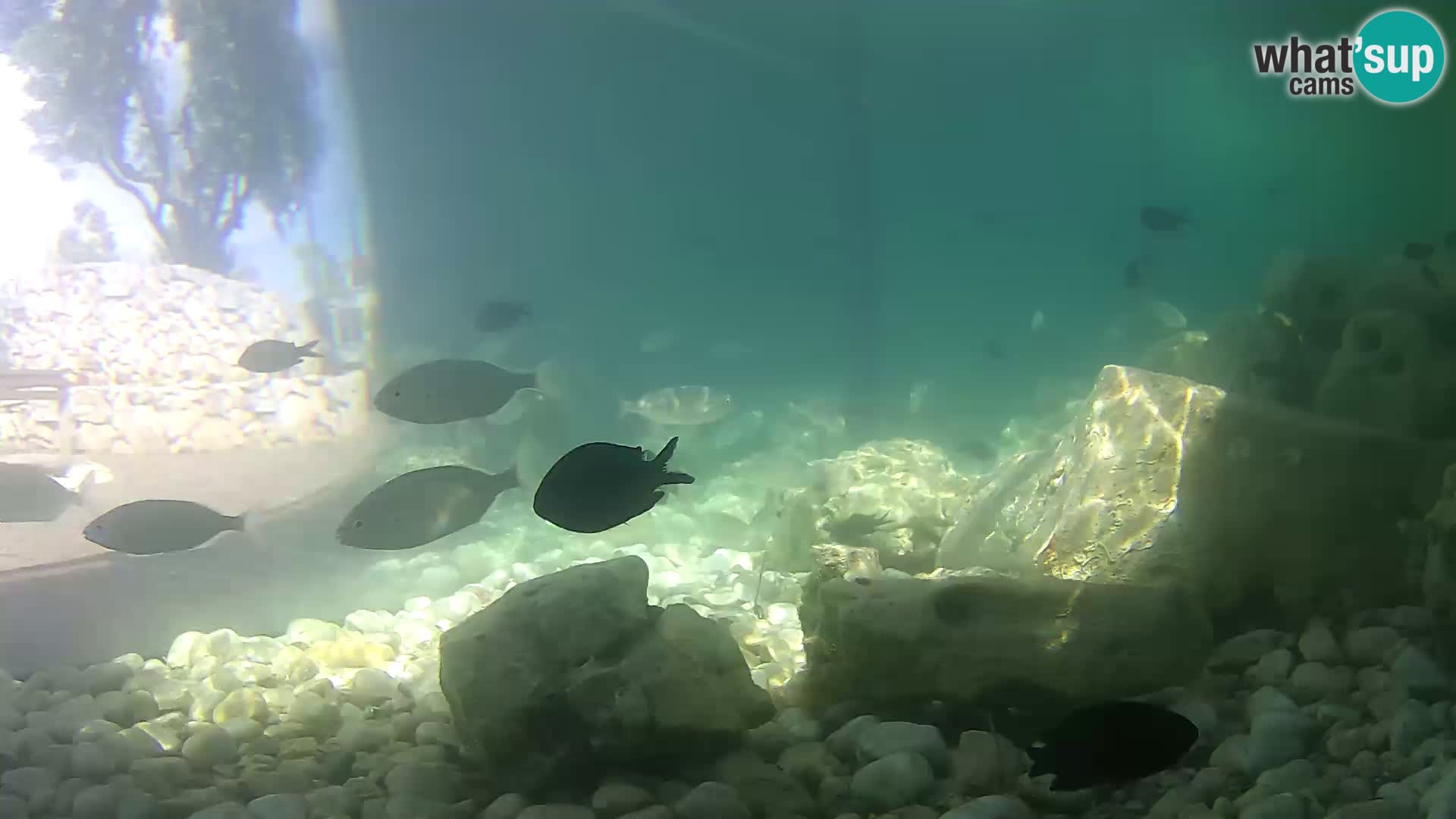 Marine Aquarium im Freien Rogoznica webcam Kroatien
