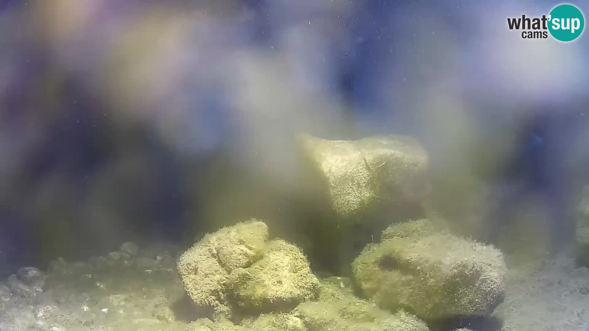 Zunanji morski akvarij Rogoznica spletna kamera Hrvaška