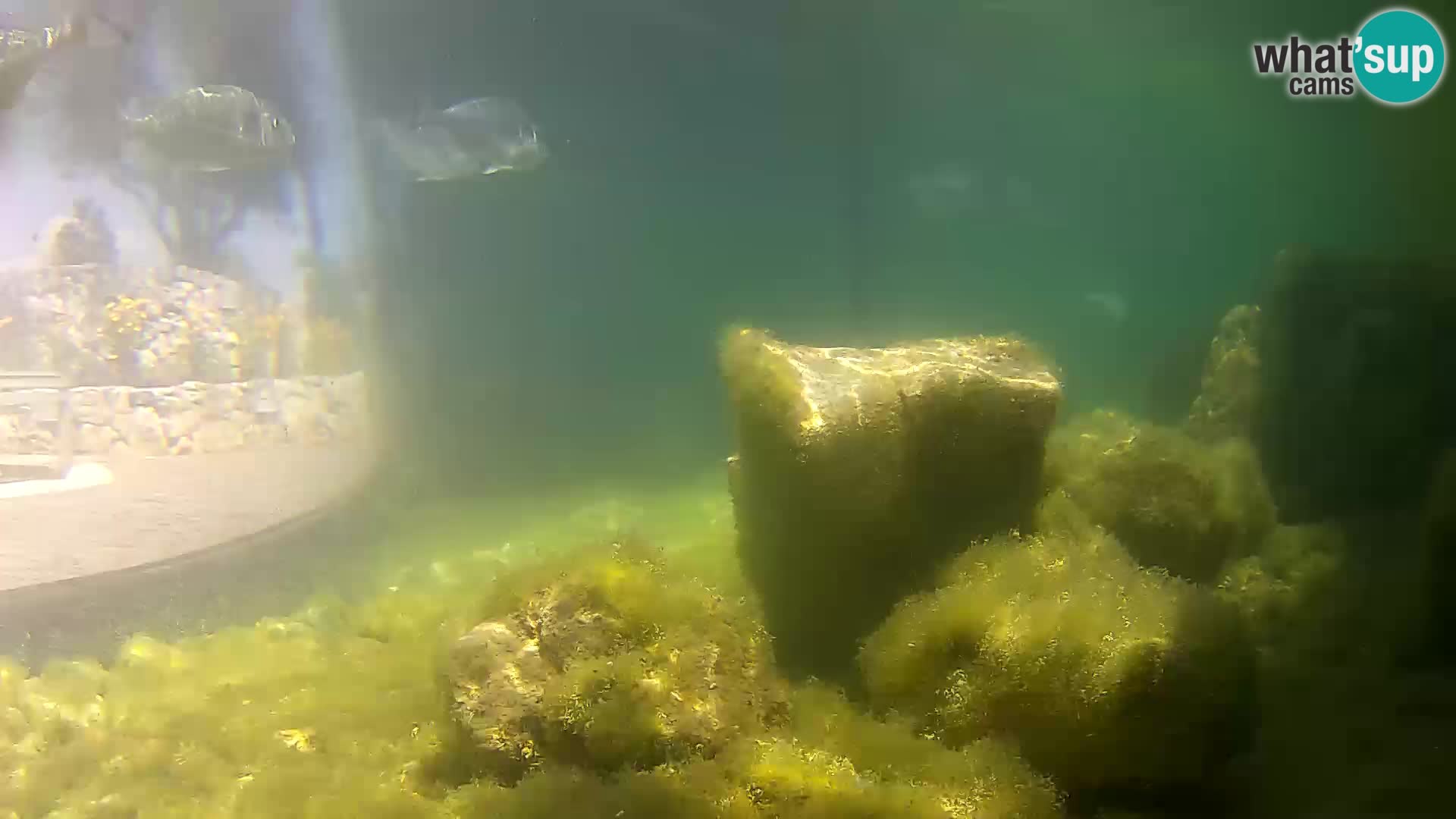 Zunanji morski akvarij Rogoznica spletna kamera Hrvaška