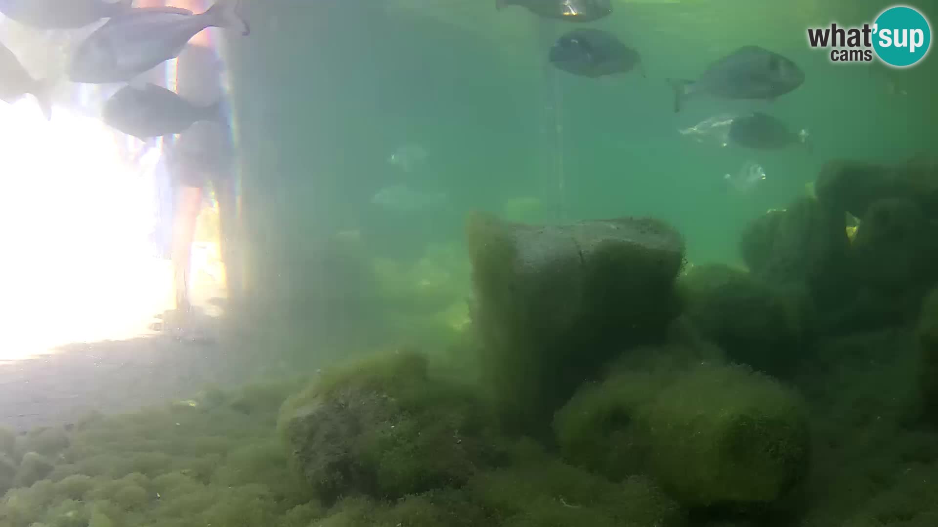 Webcam de l’aquarium marin extérieur de Rogoznica Croatie