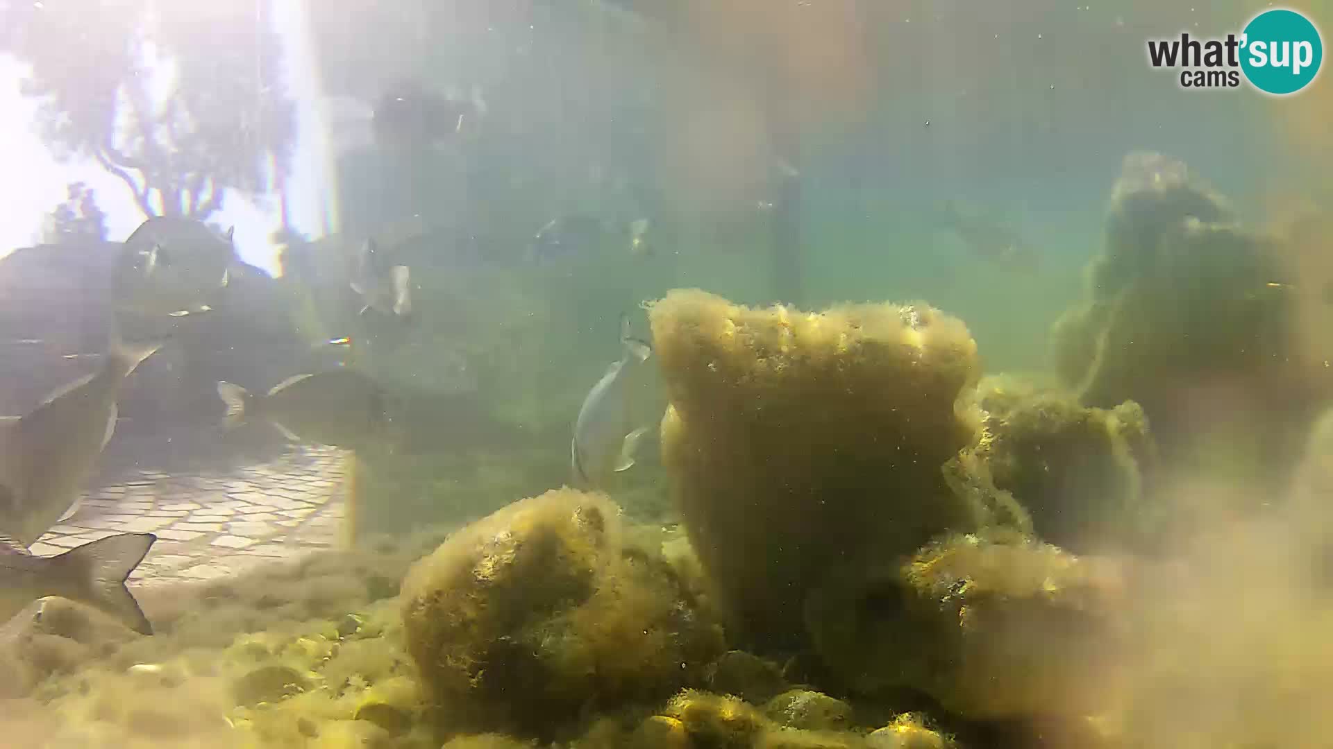 Aquario marino esterno –  Rogoznica livecam Croazia