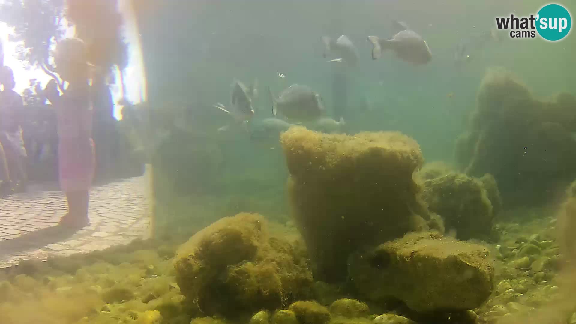 Vanjski morski akvarij Rogoznica web kamera Hrvatska