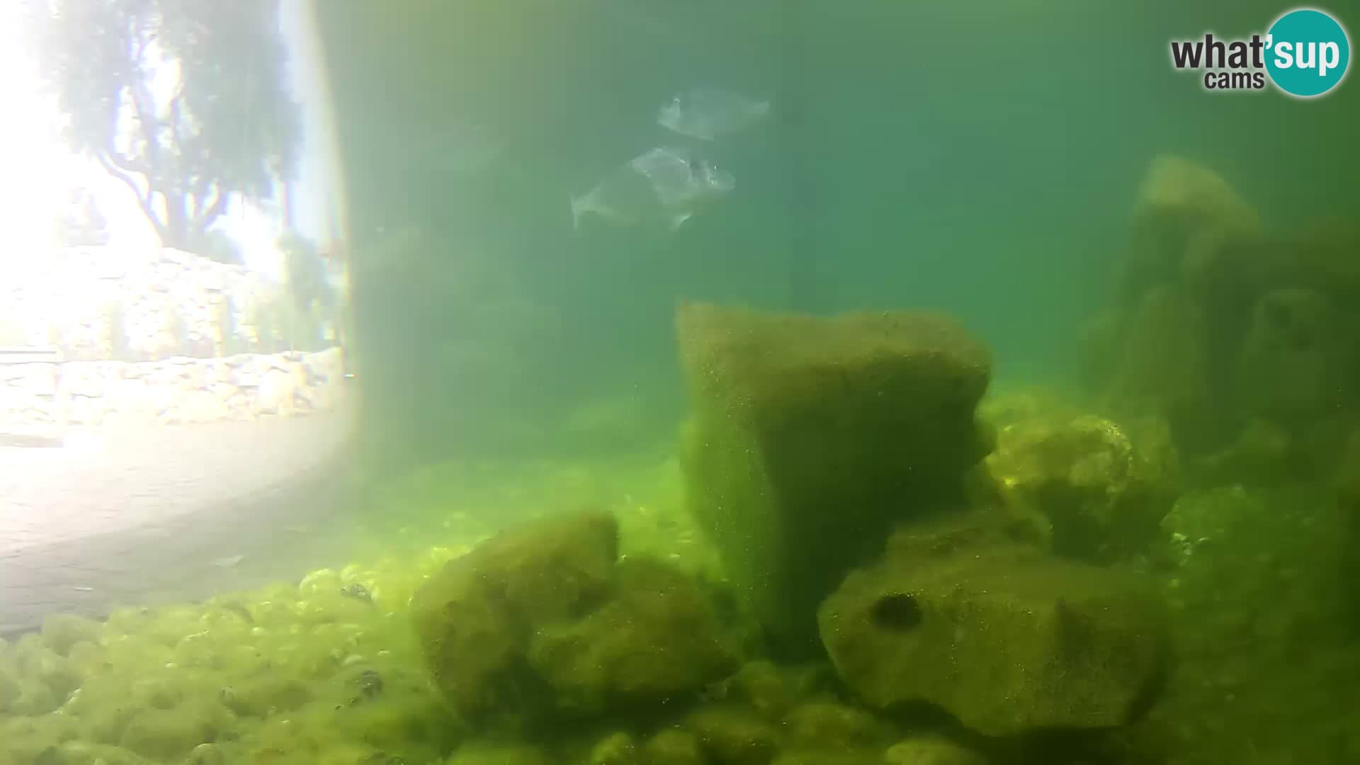Webcam de l’aquarium marin extérieur de Rogoznica Croatie