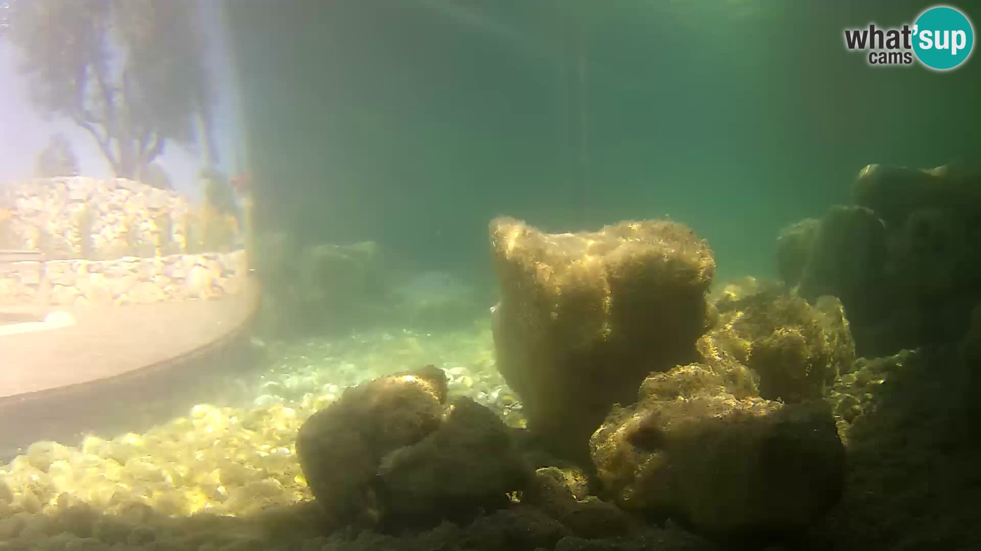 Acuario marino al aire libre Rogoznica webcam Croacia