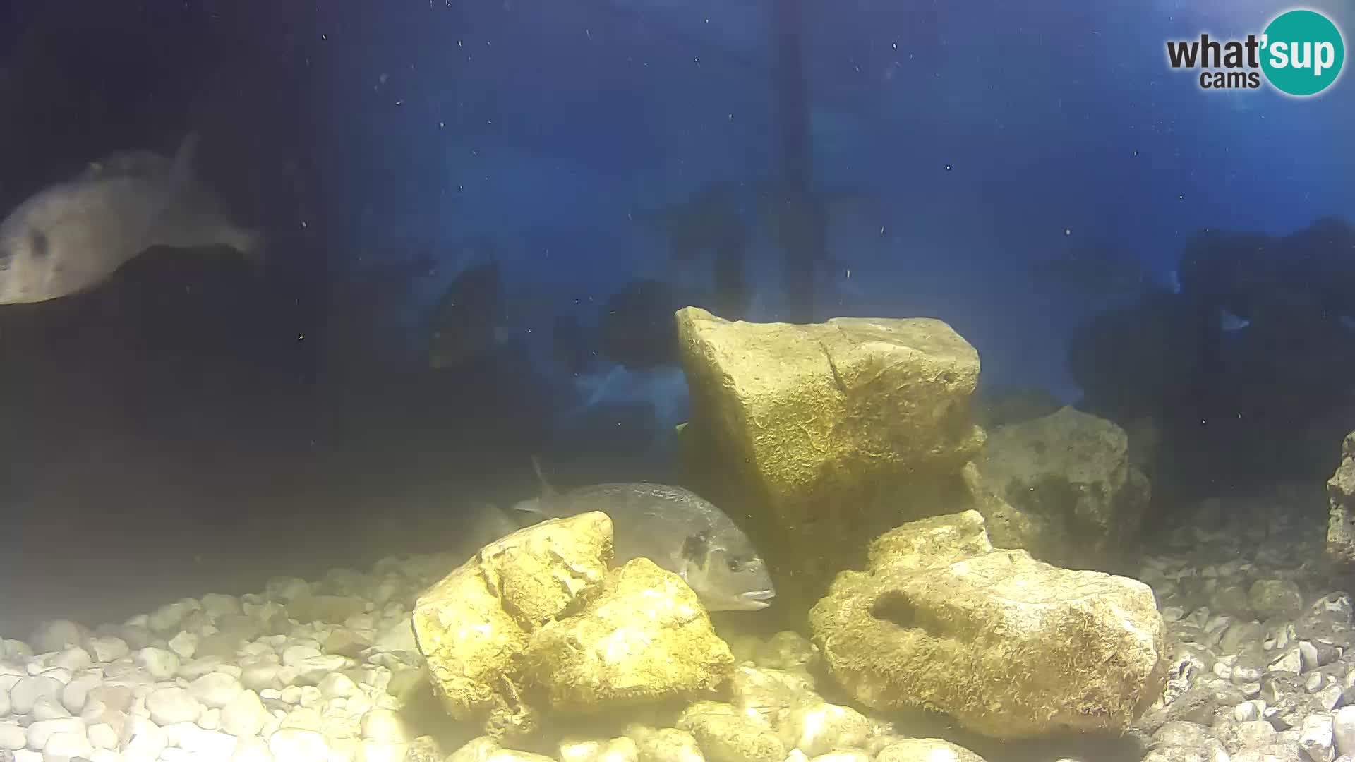 Outdoor Marine Aquarium Rogoznica webcam Croatia