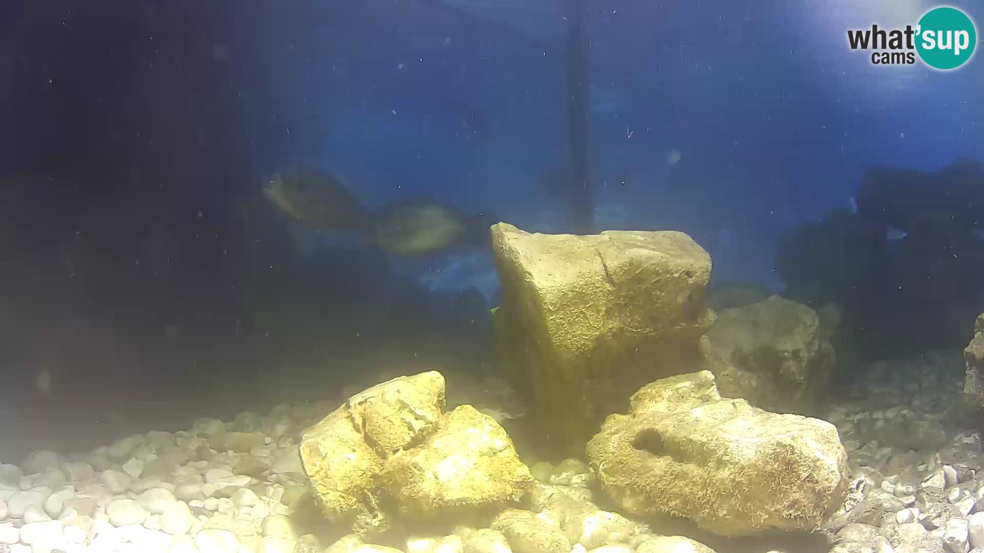 Marine Aquarium im Freien Rogoznica webcam Kroatien