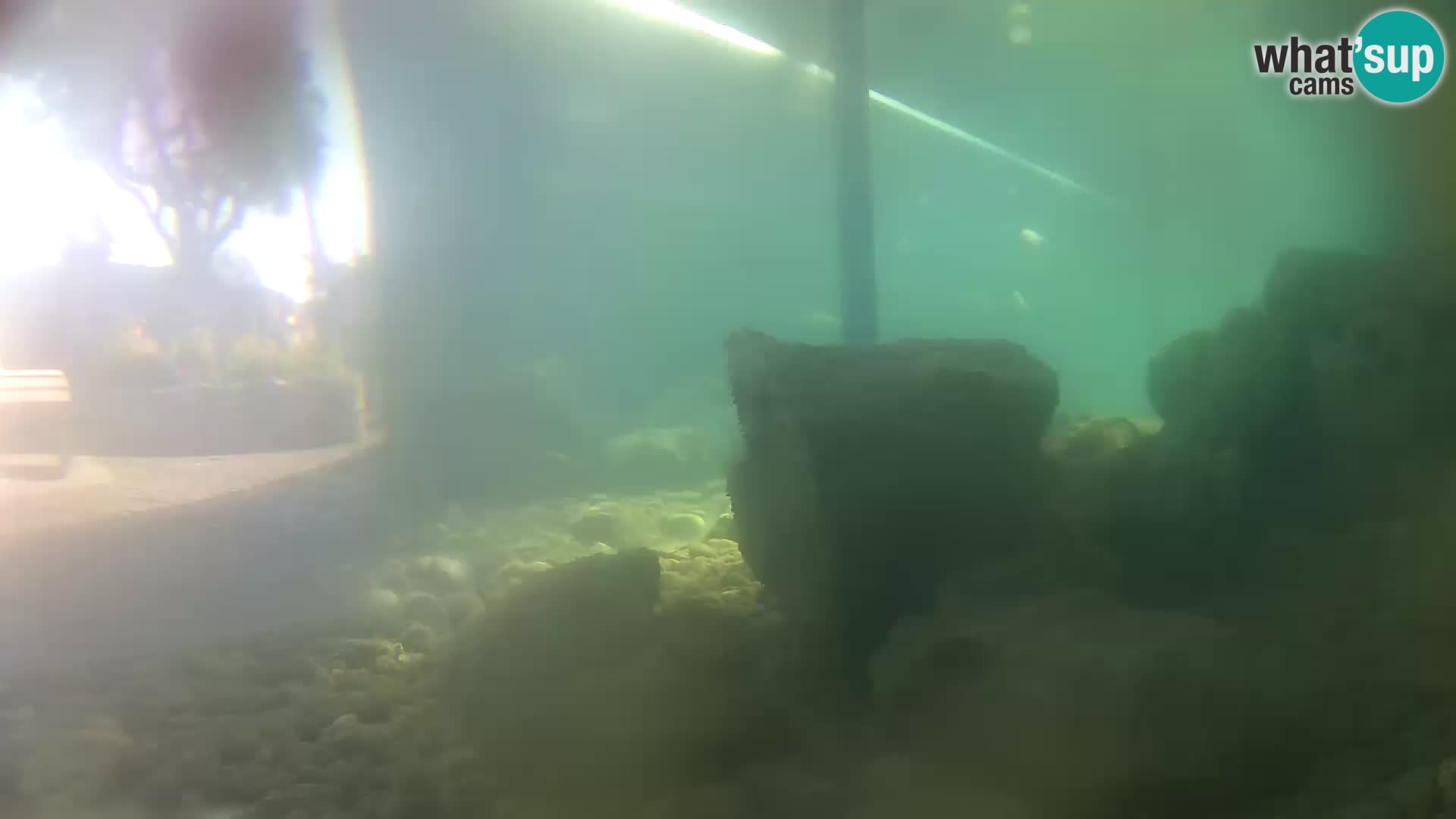 Aquario marino esterno –  Rogoznica livecam Croazia