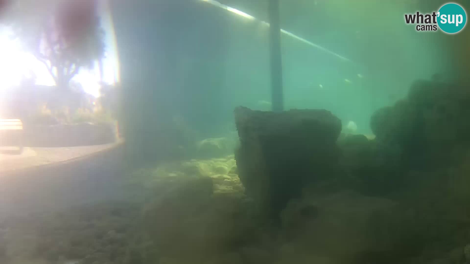 Aquario marino esterno –  Rogoznica livecam Croazia