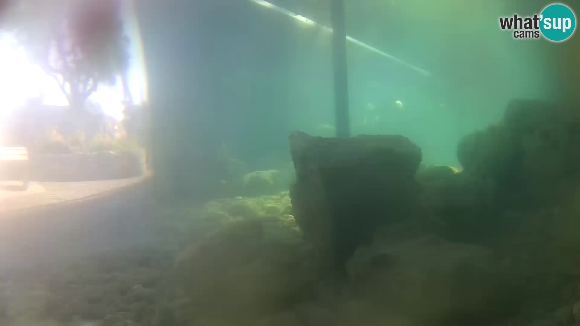 Aquario marino esterno –  Rogoznica livecam Croazia