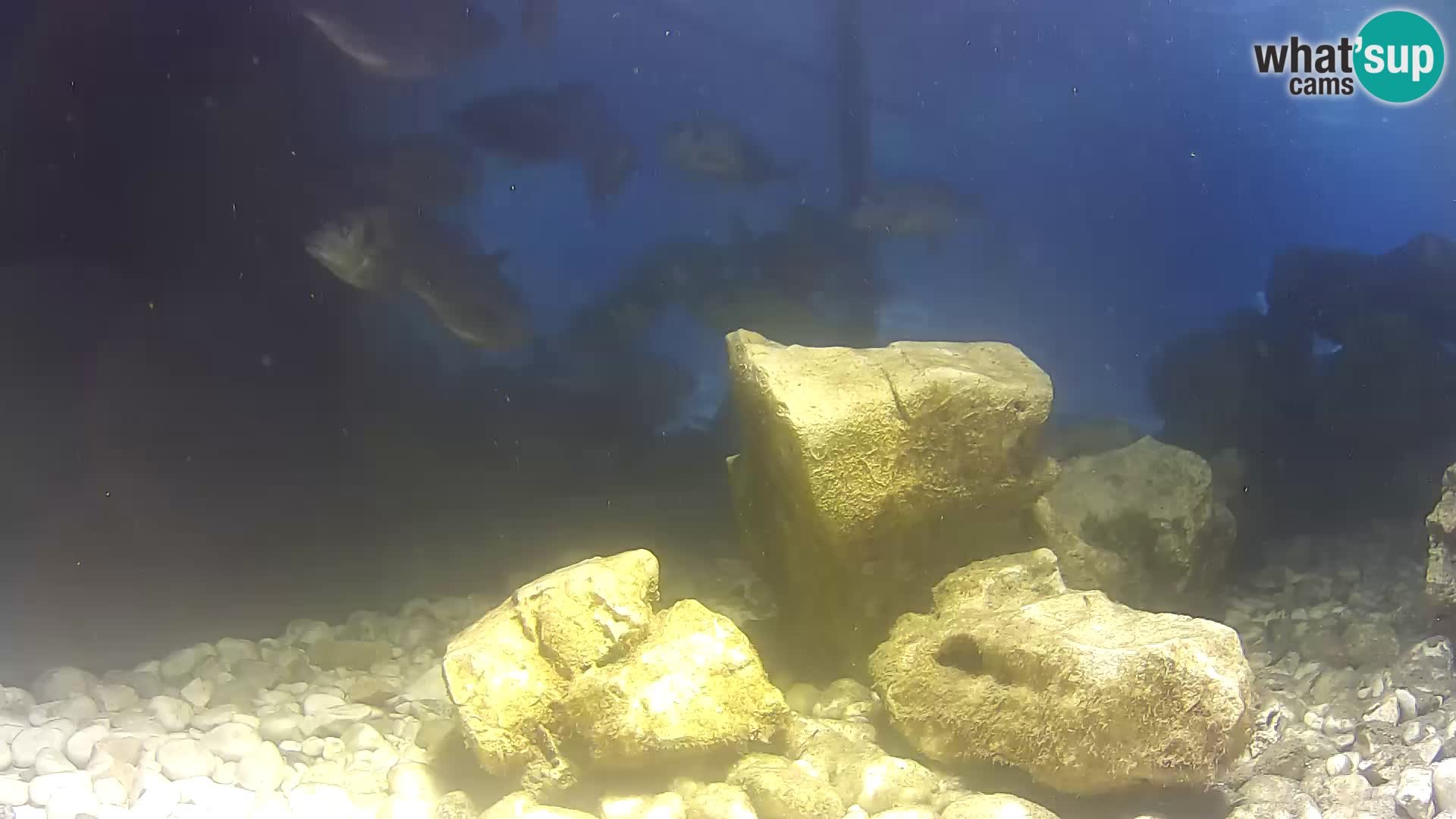 Webcam de l’aquarium marin extérieur de Rogoznica Croatie