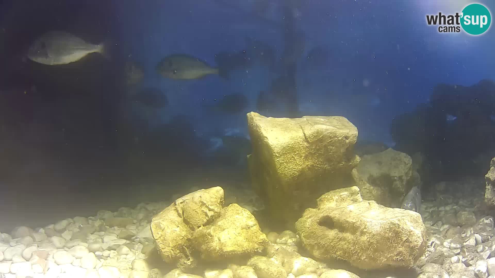 Acuario marino al aire libre Rogoznica webcam Croacia