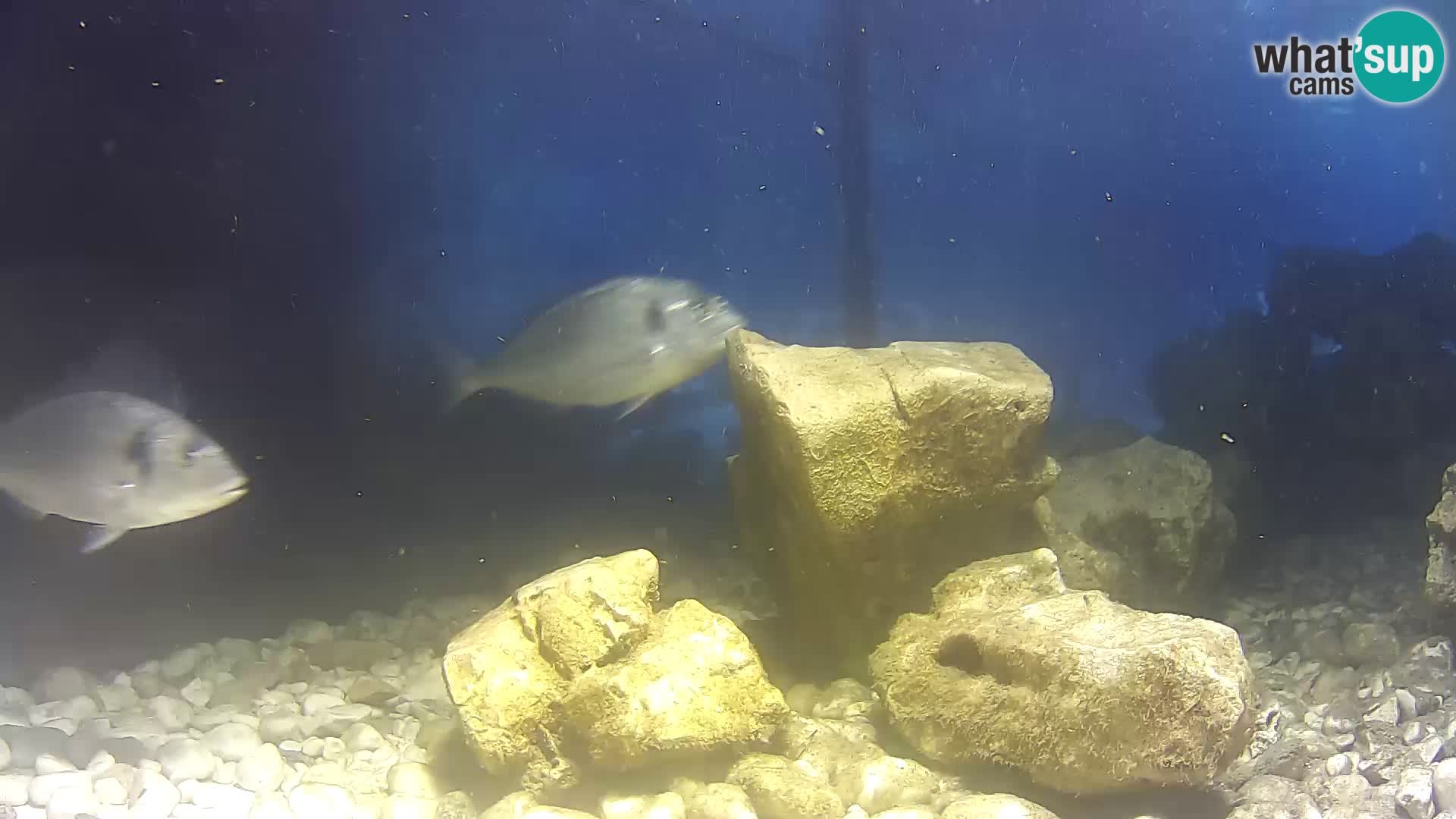 Webcam de l’aquarium marin extérieur de Rogoznica Croatie