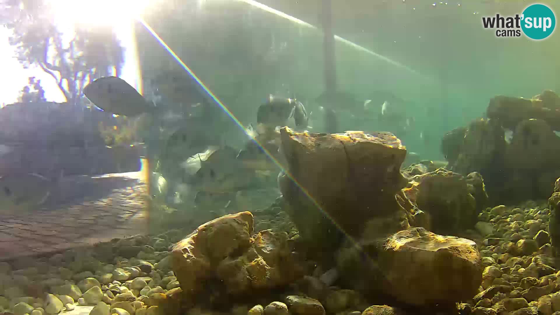 Webcam de l’aquarium marin extérieur de Rogoznica Croatie