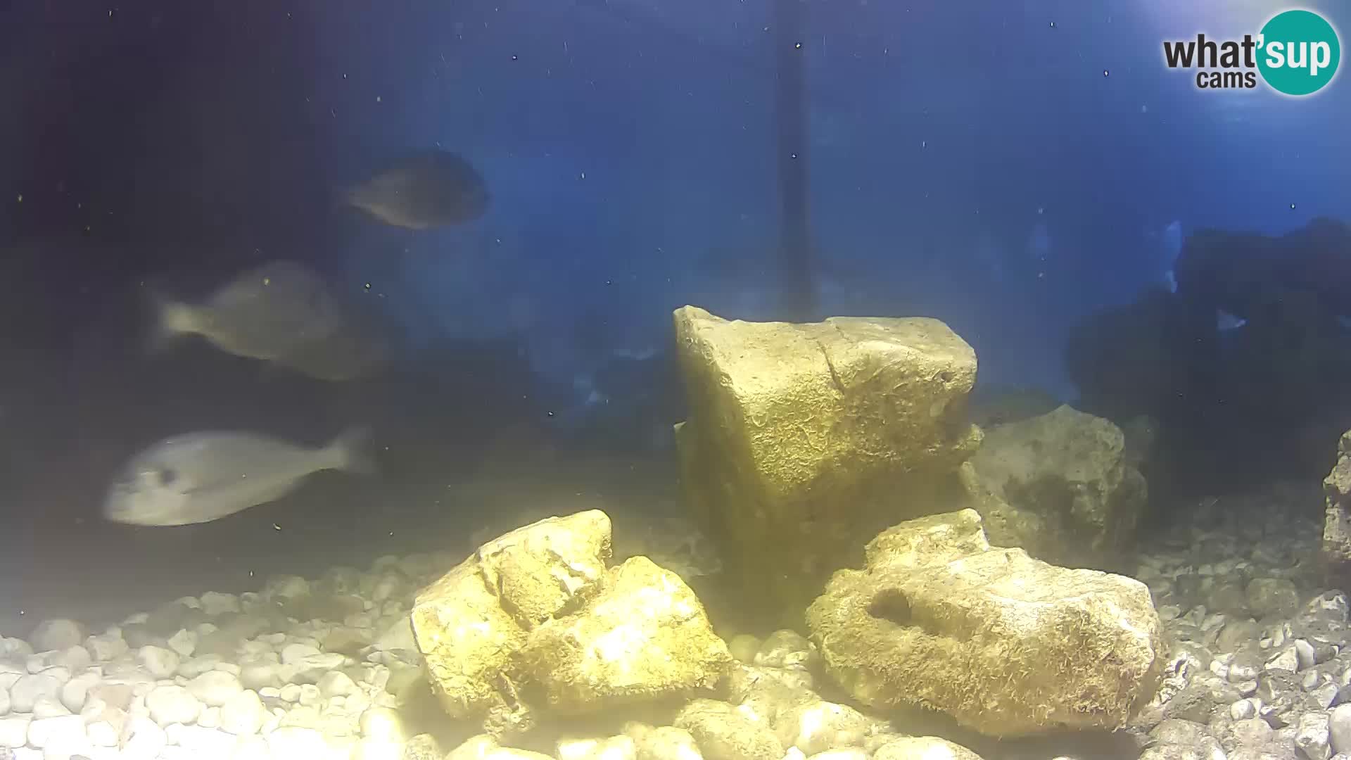 Webcam de l’aquarium marin extérieur de Rogoznica Croatie