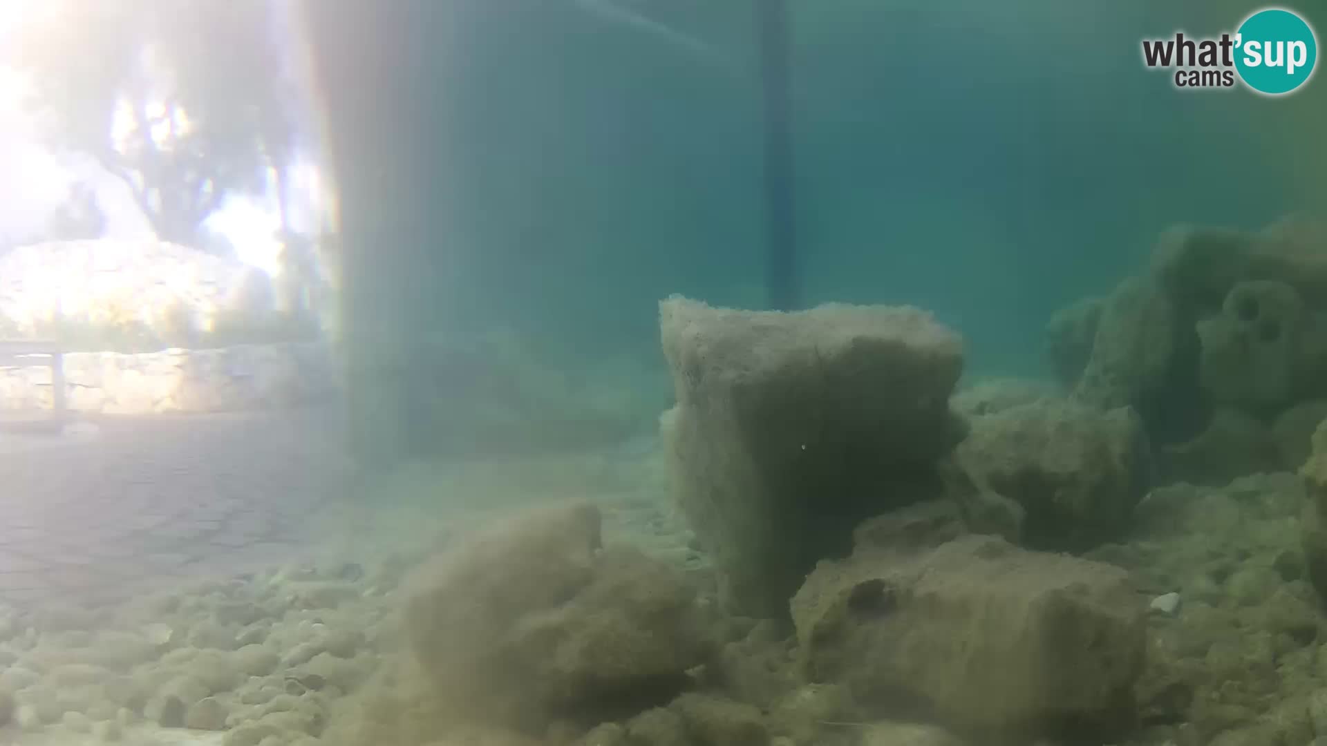 Aquario marino esterno –  Rogoznica livecam Croazia