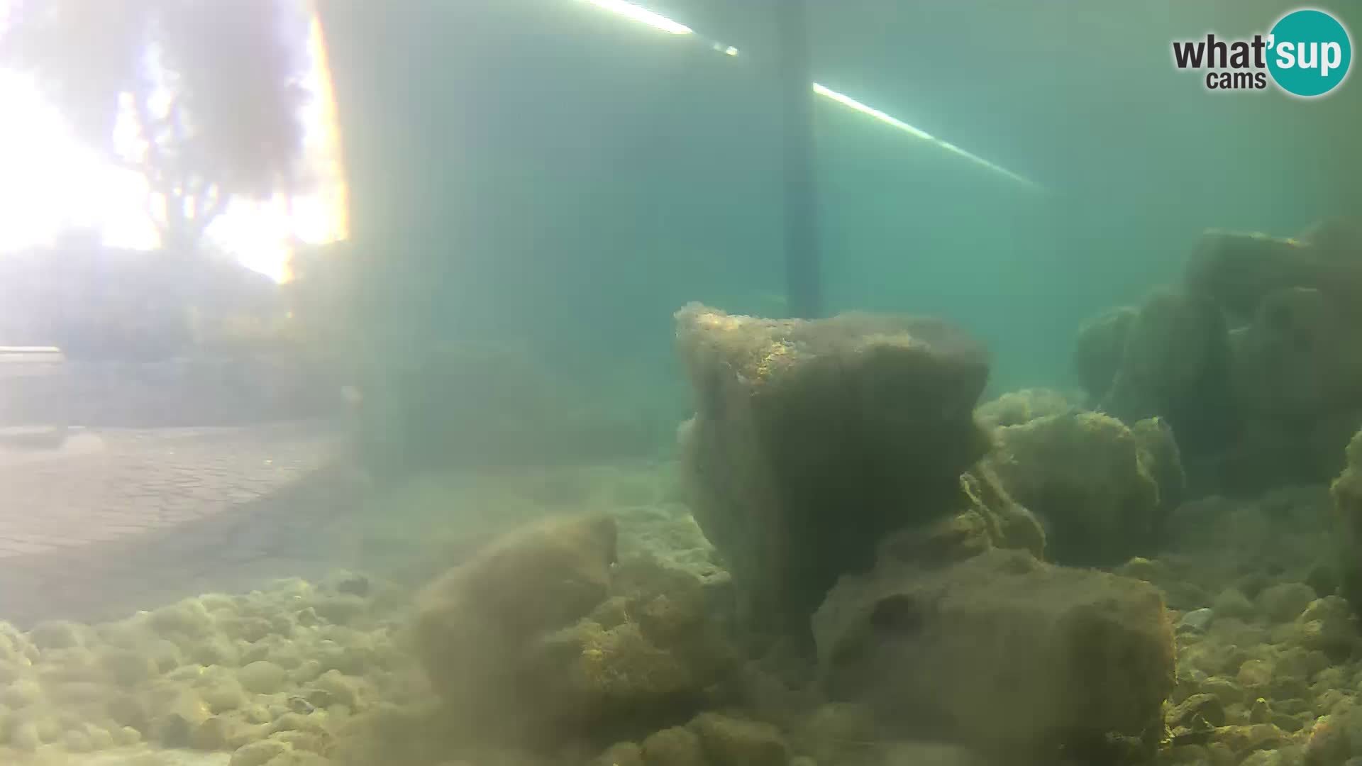 Acuario marino al aire libre Rogoznica webcam Croacia