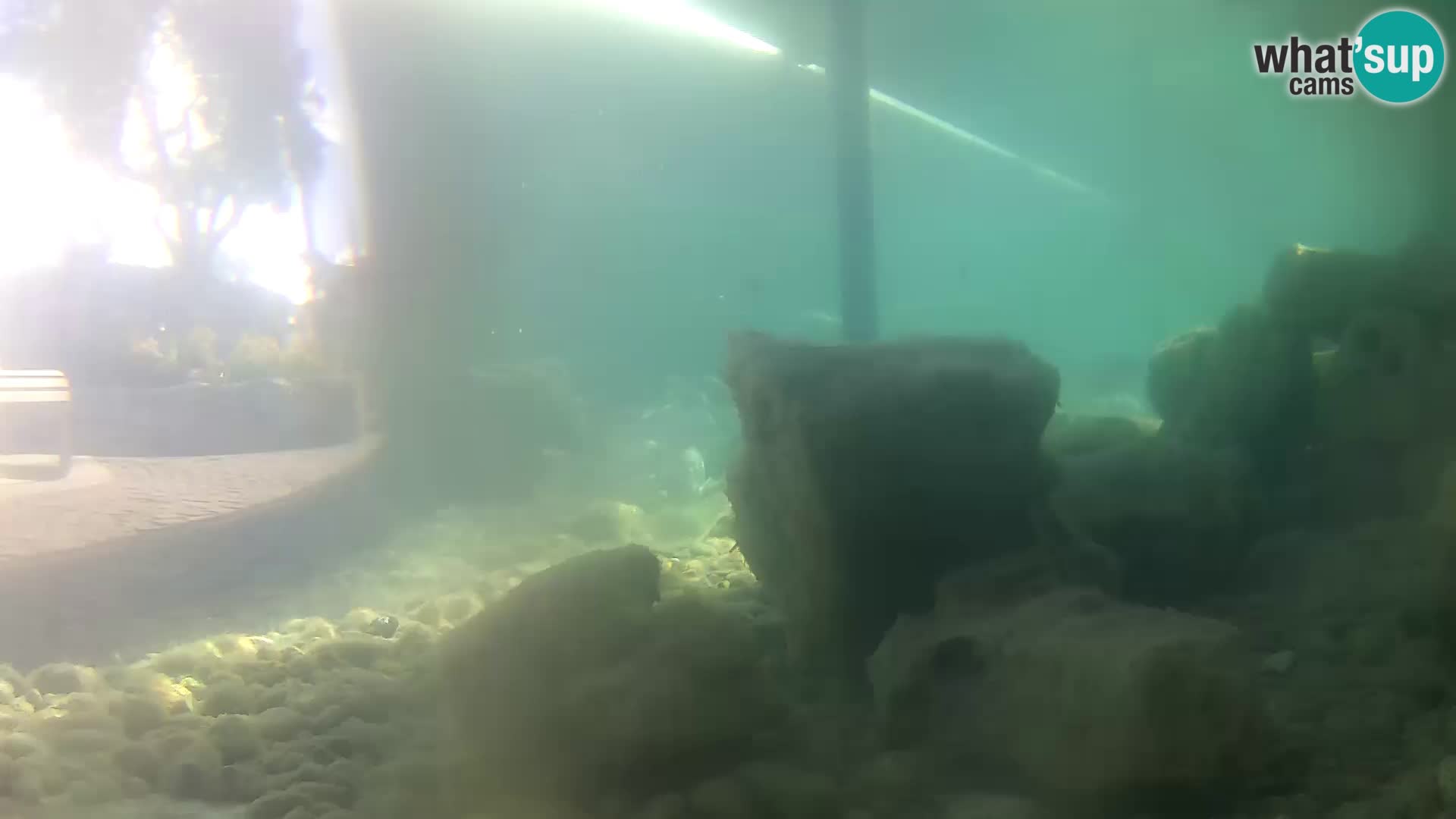 Aquario marino esterno –  Rogoznica livecam Croazia