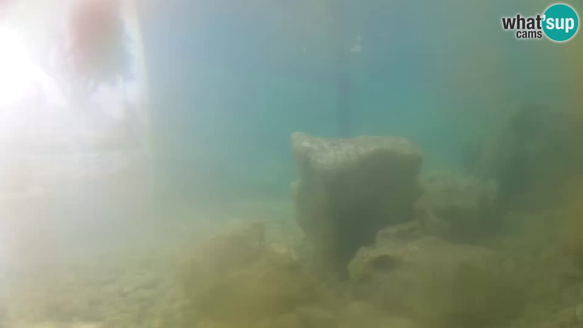 Aquario marino esterno –  Rogoznica livecam Croazia