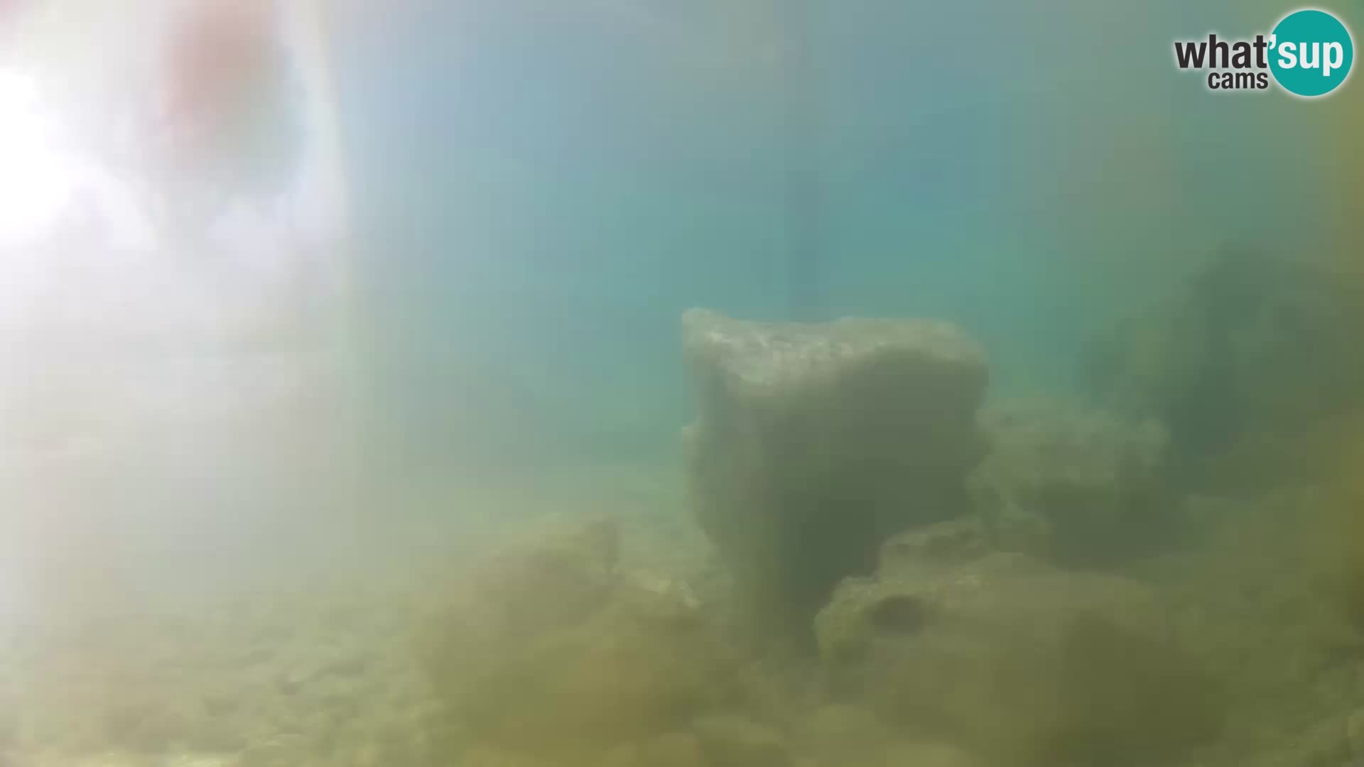 Aquario marino esterno –  Rogoznica livecam Croazia