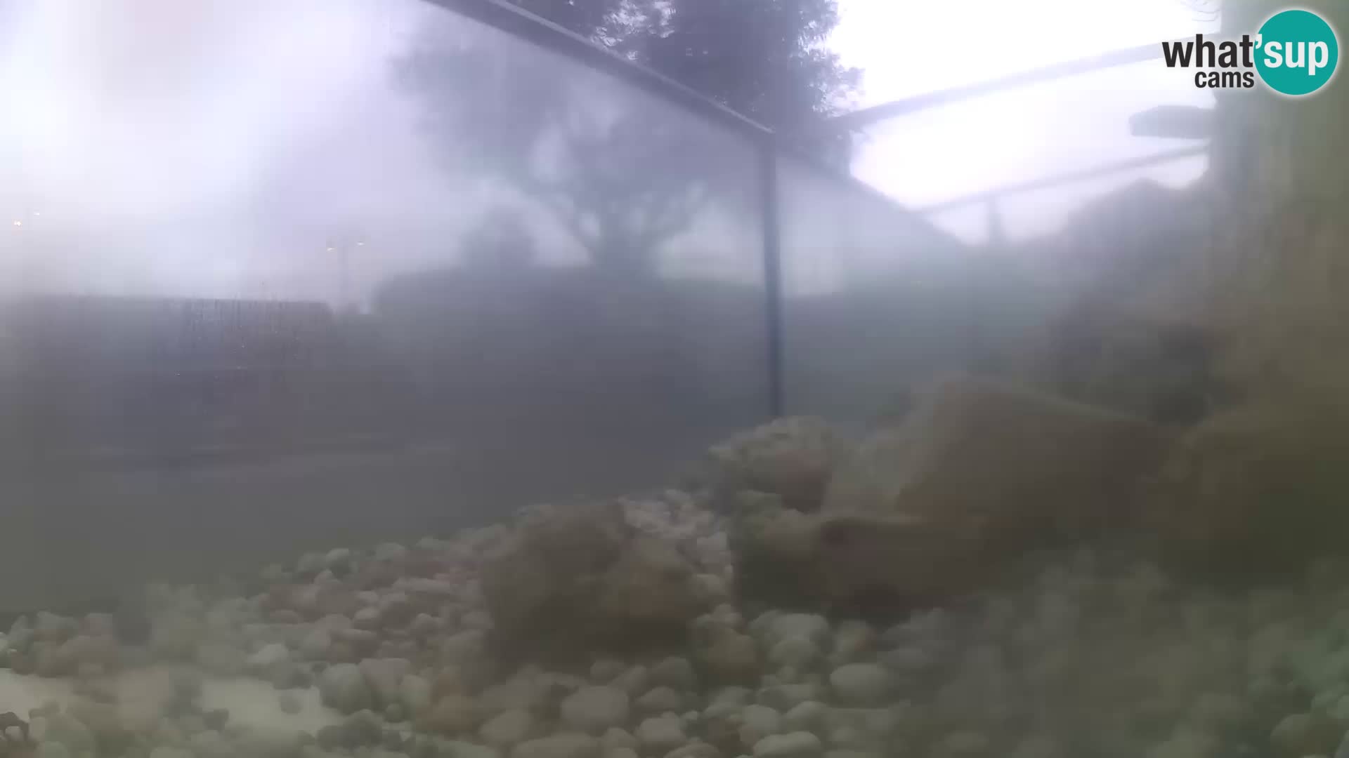 Aquario marino esterno –  Rogoznica livecam Croazia