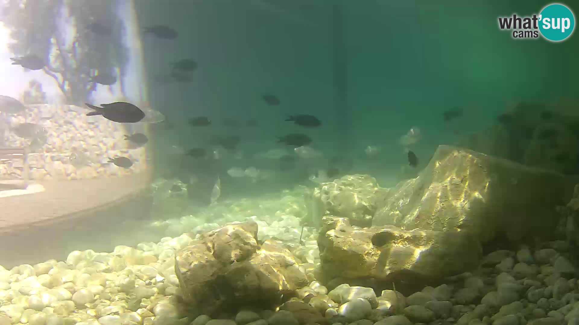 Outdoor Marine Aquarium Rogoznica webcam Croatia