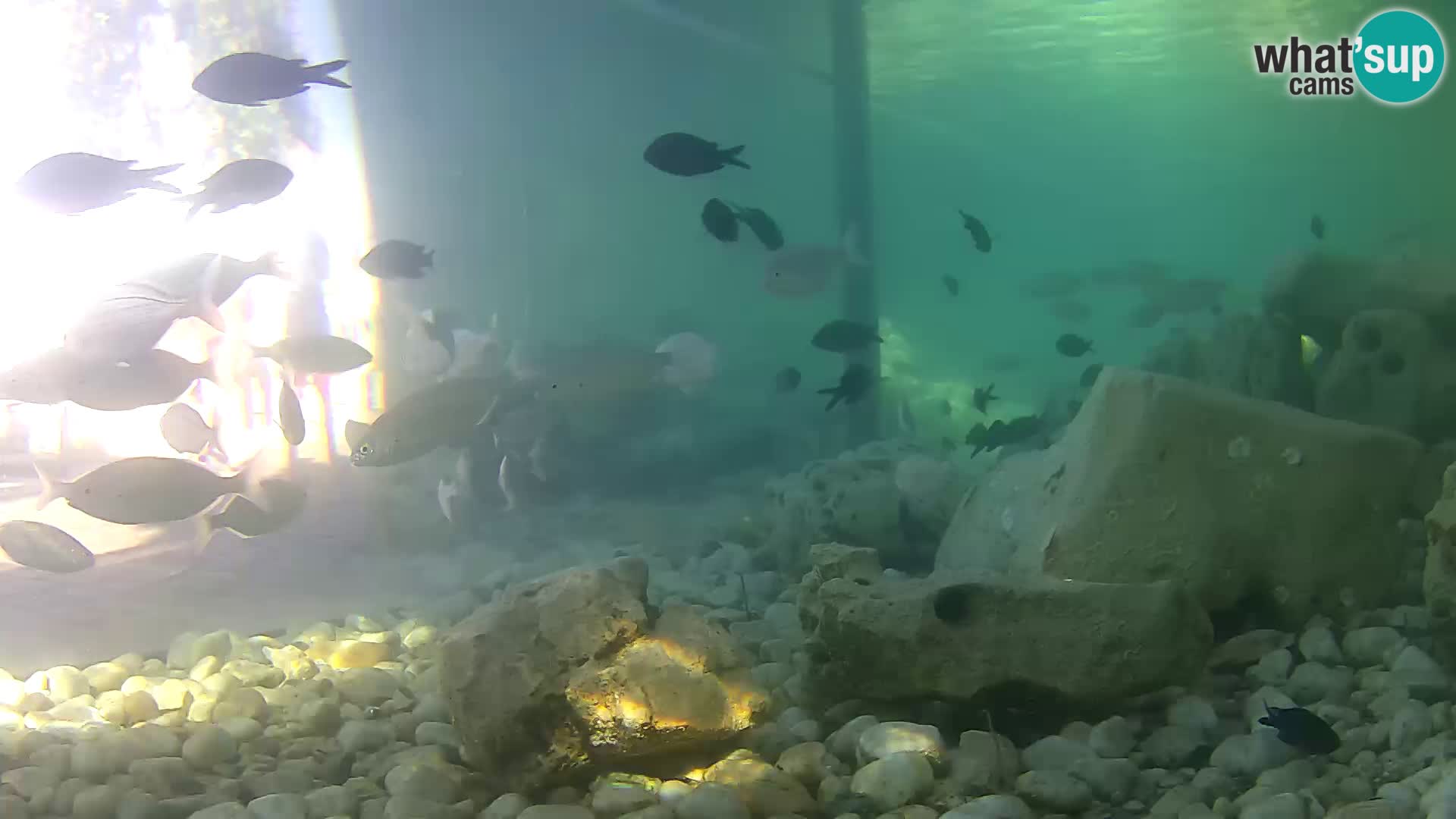 Acuario marino al aire libre Rogoznica webcam Croacia