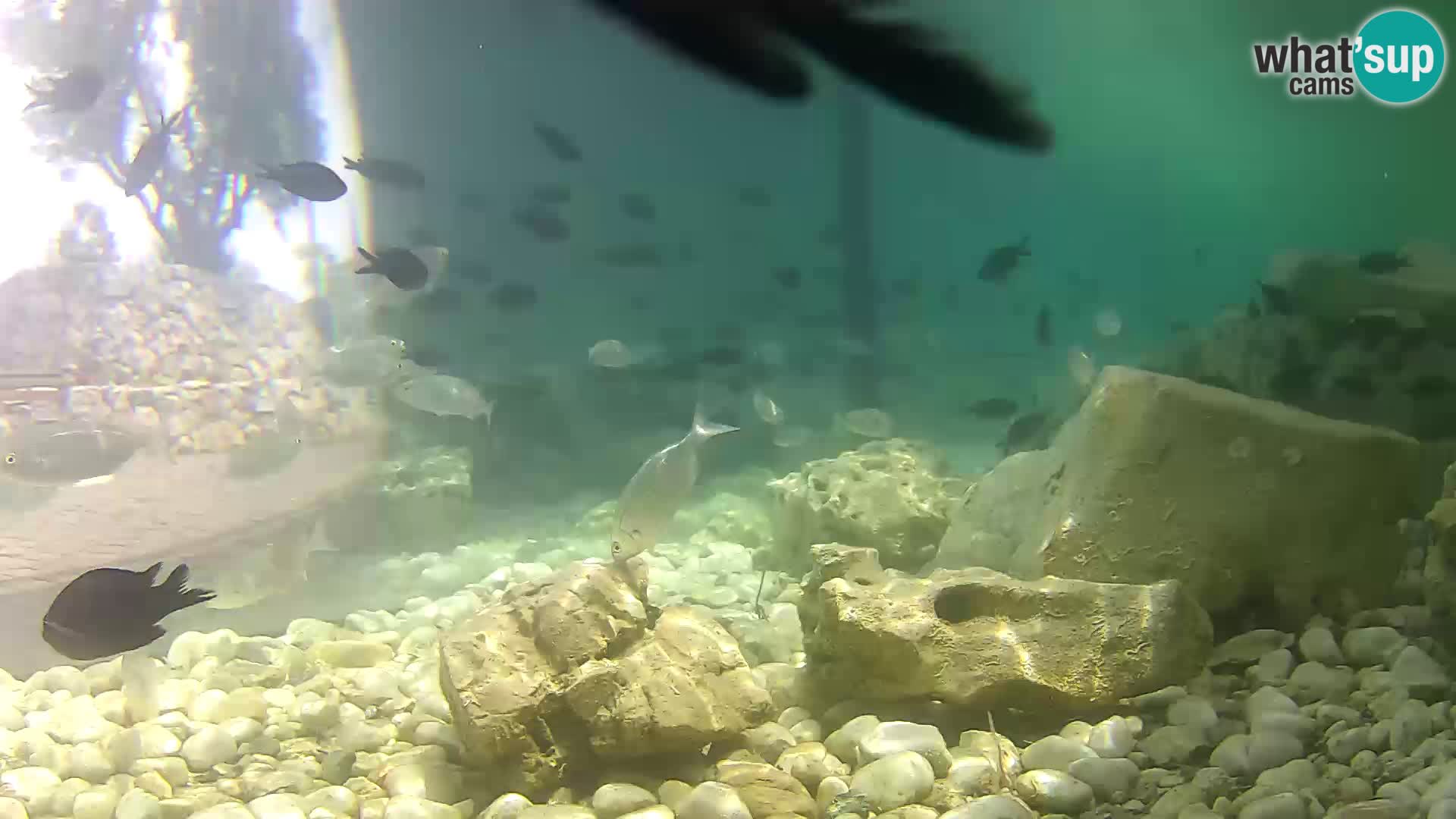 Outdoor Marine Aquarium Rogoznica webcam Croatia