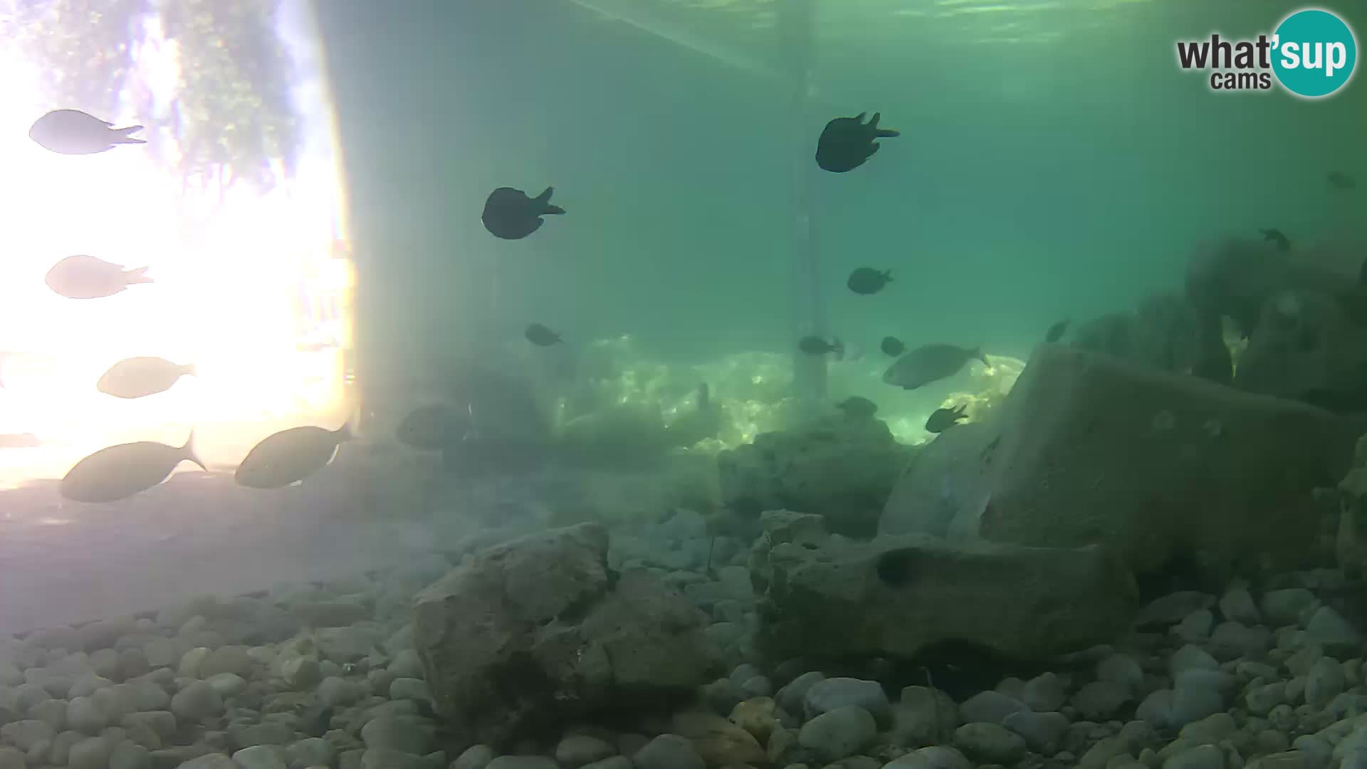 Webcam de l’aquarium marin extérieur de Rogoznica Croatie