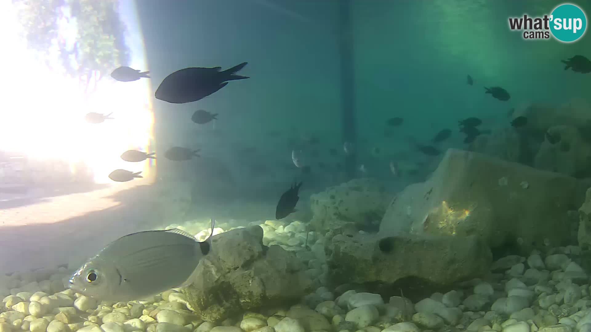 Acuario marino al aire libre Rogoznica webcam Croacia