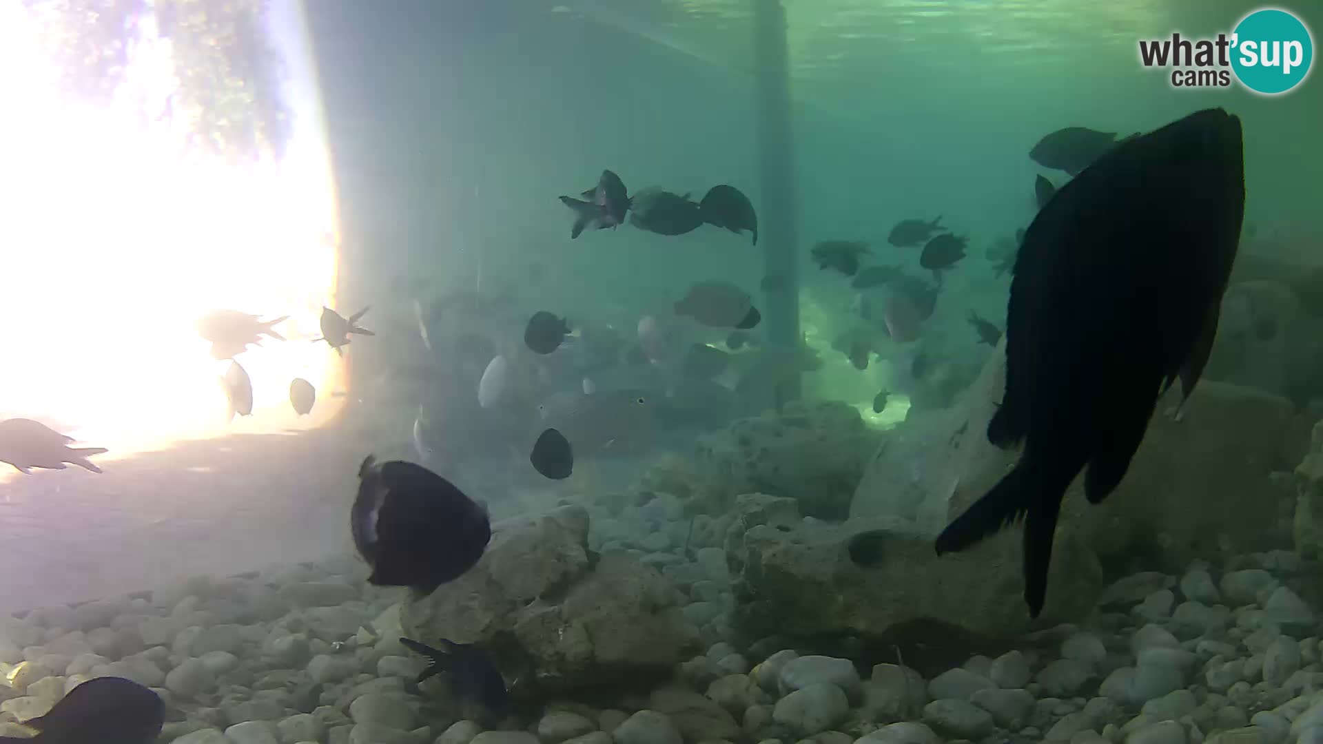 Marine Aquarium im Freien Rogoznica webcam Kroatien