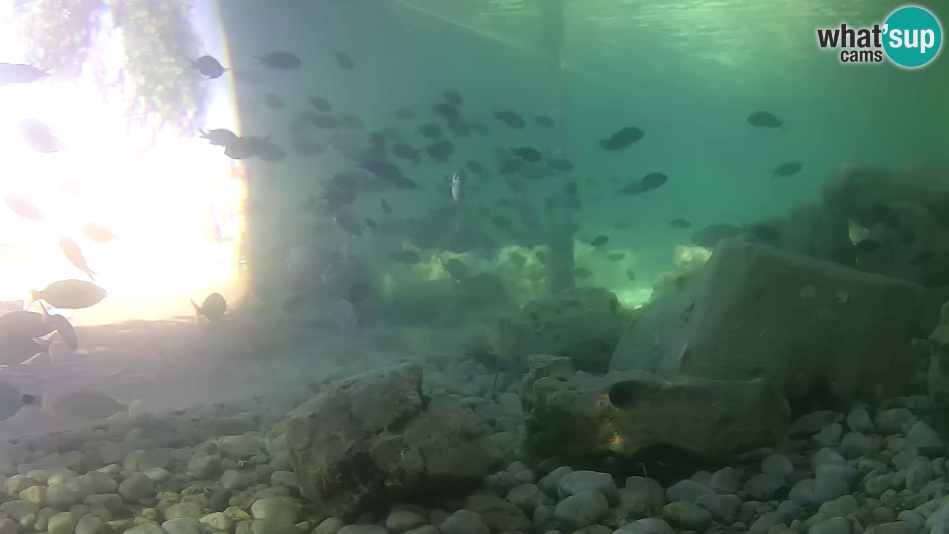 Outdoor Marine Aquarium Rogoznica webcam Croatia