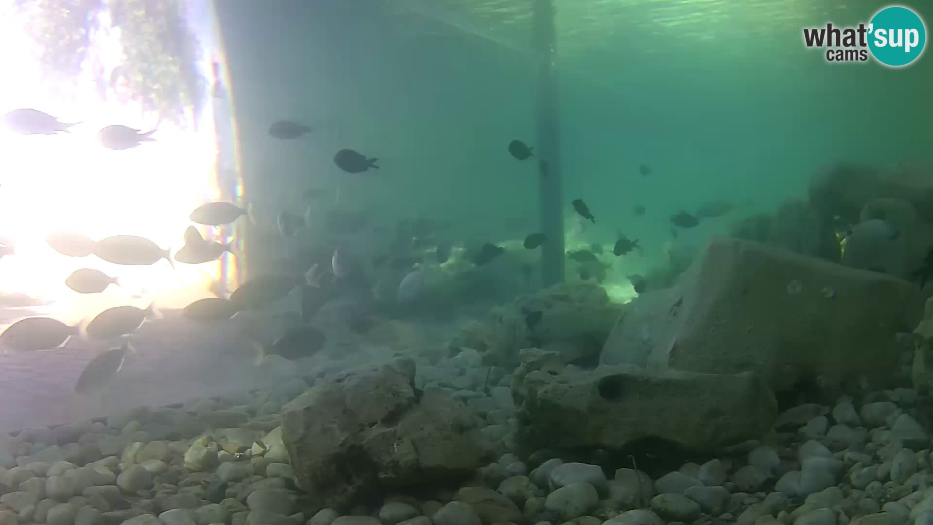 Outdoor Marine Aquarium Rogoznica webcam Croatia