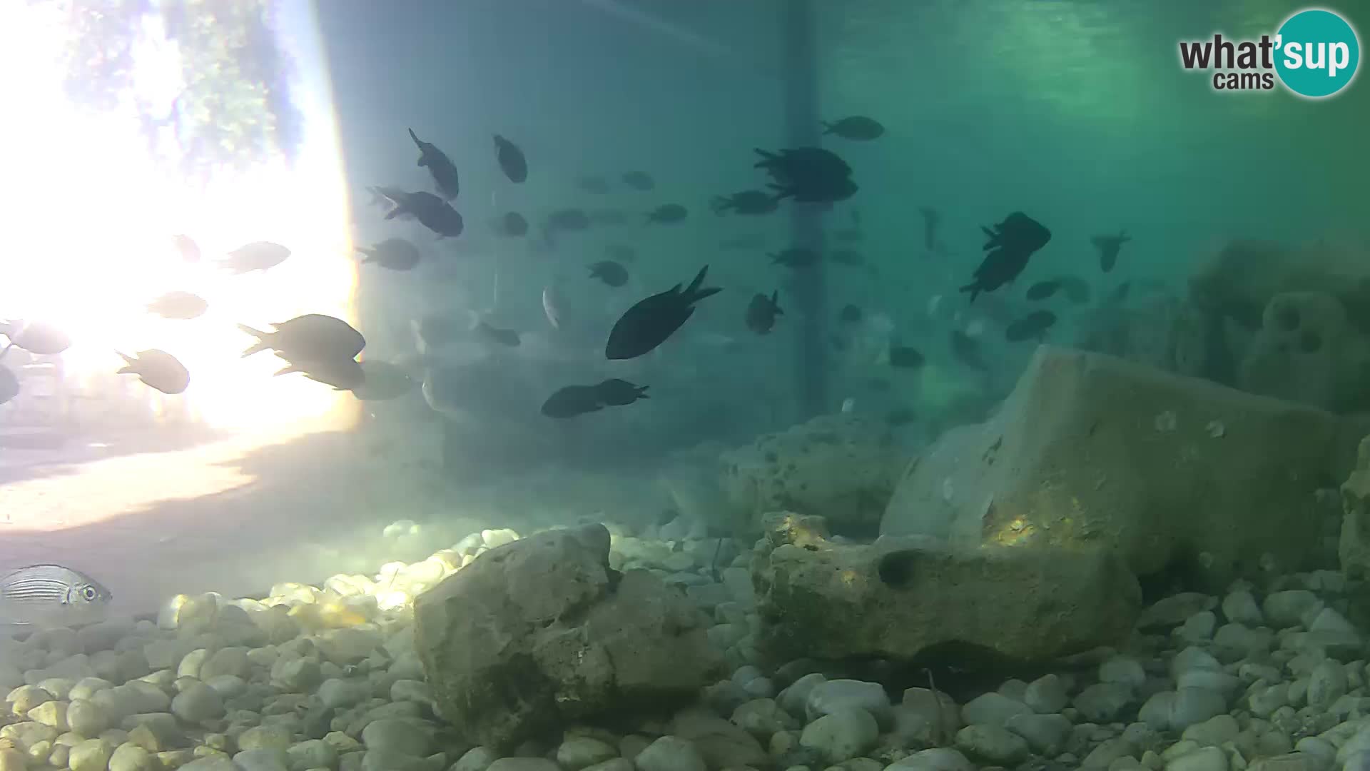 Outdoor Marine Aquarium Rogoznica webcam Croatia