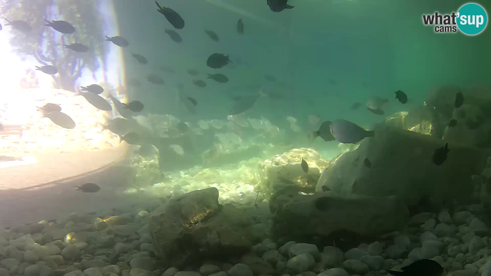 Outdoor Marine Aquarium Rogoznica webcam Croatia