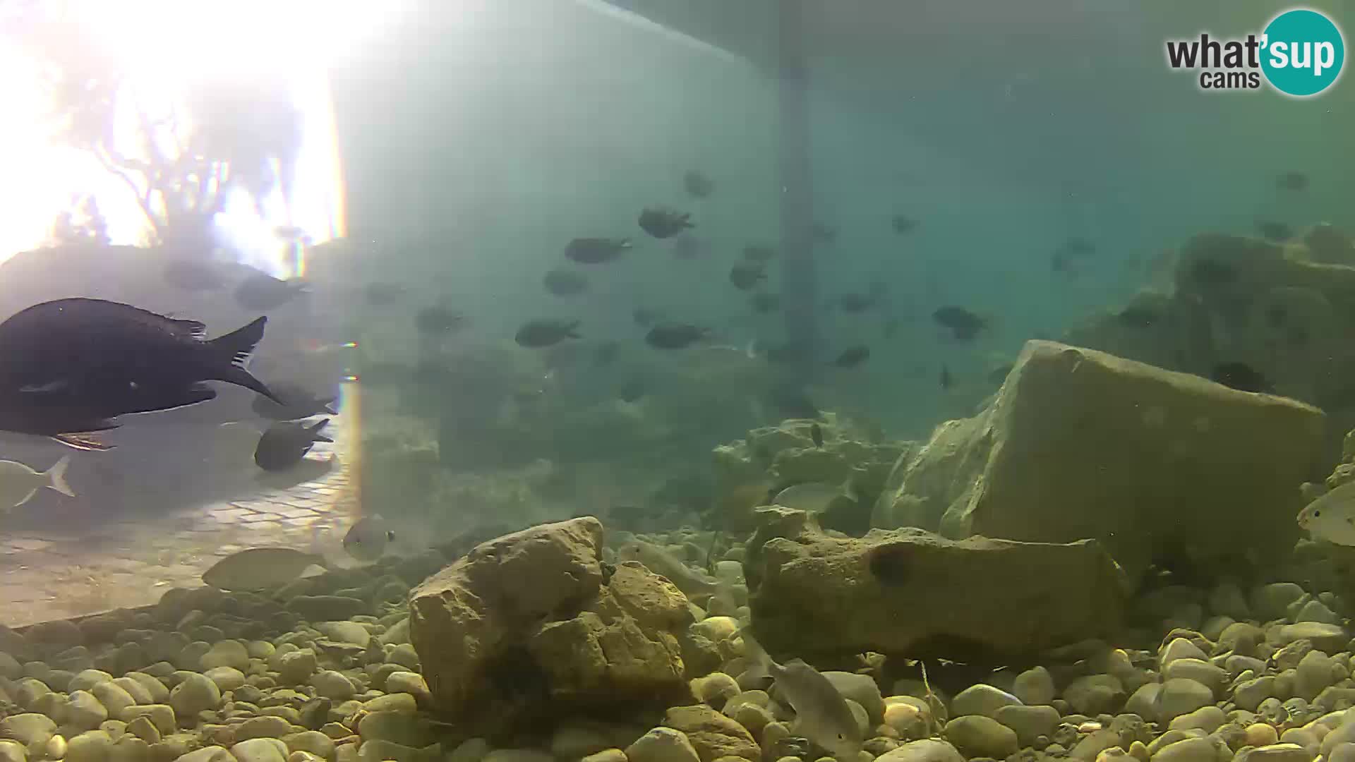 Webcam de l’aquarium marin extérieur de Rogoznica Croatie