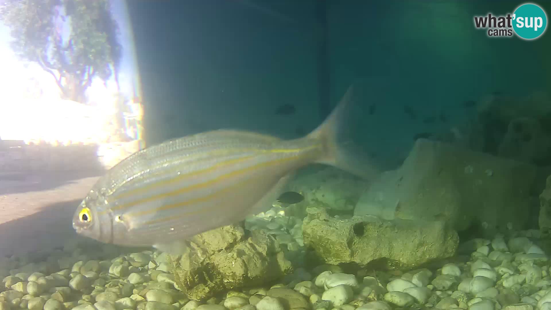 Outdoor Marine Aquarium Rogoznica webcam Croatia