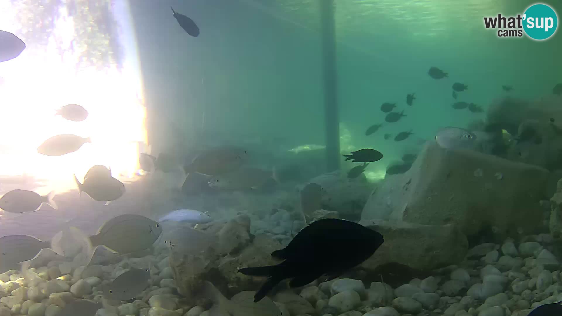 Aquario marino esterno –  Rogoznica livecam Croazia