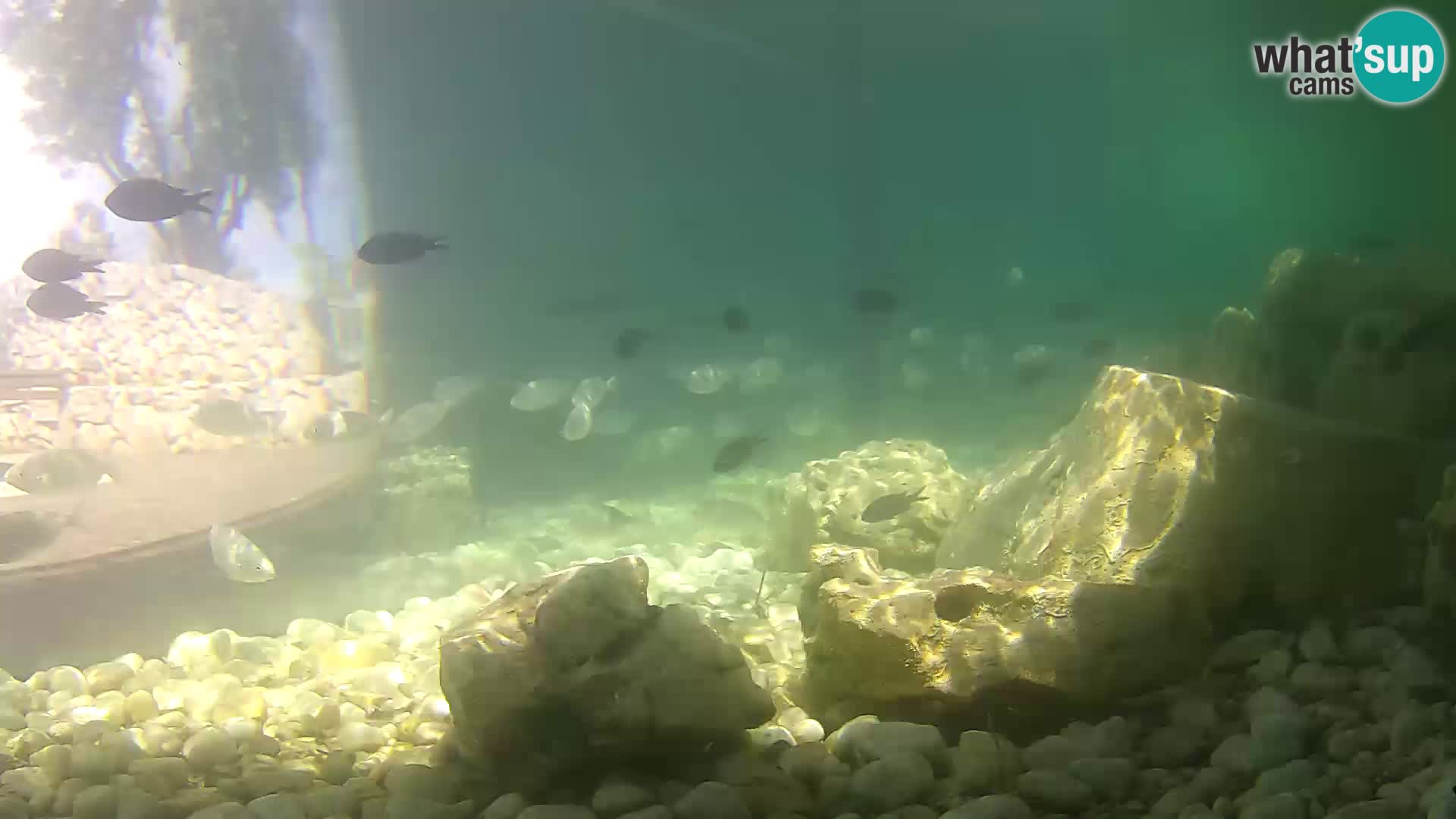 Outdoor Marine Aquarium Rogoznica webcam Croatia