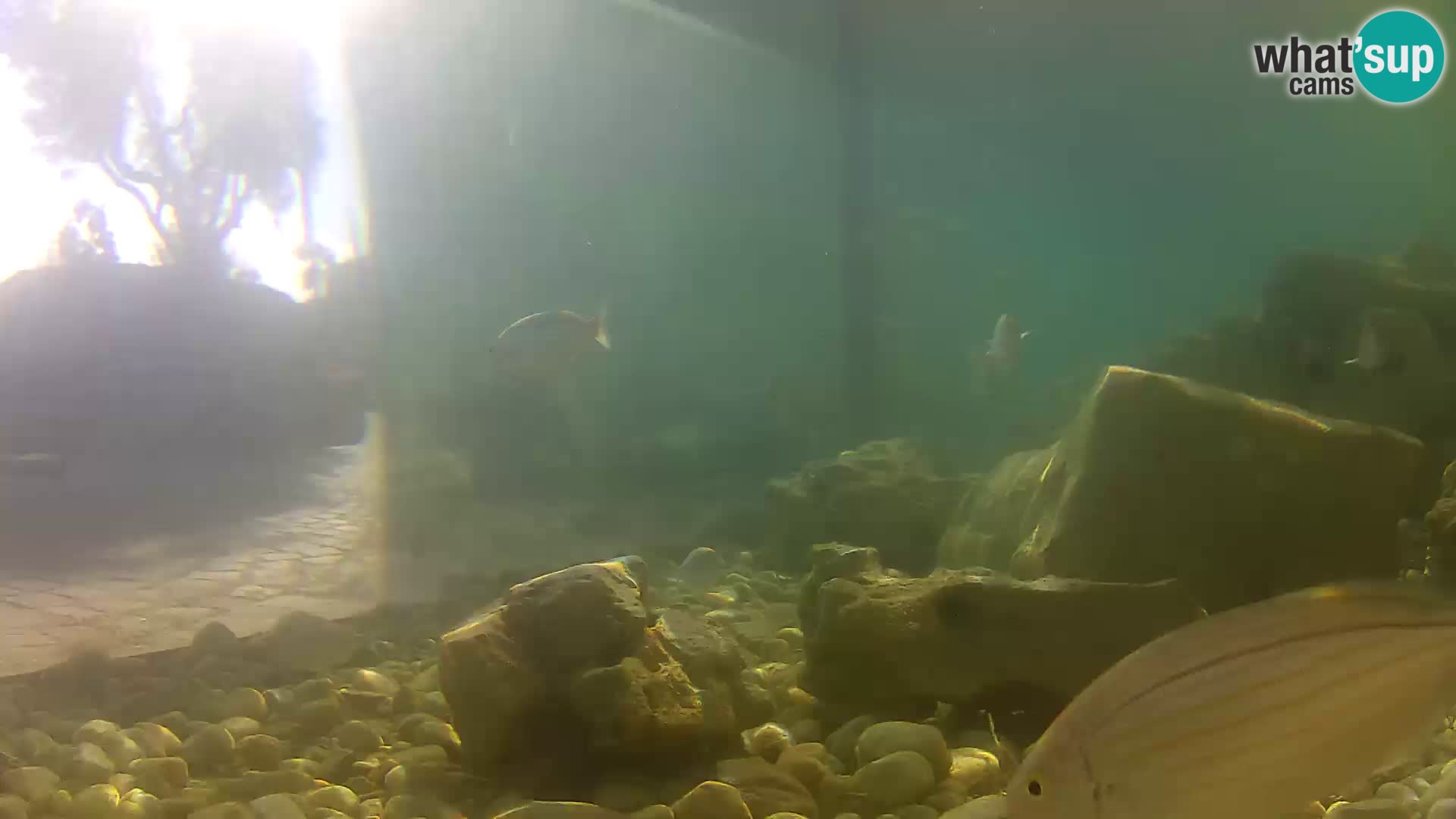 Outdoor Marine Aquarium Rogoznica webcam Croatia