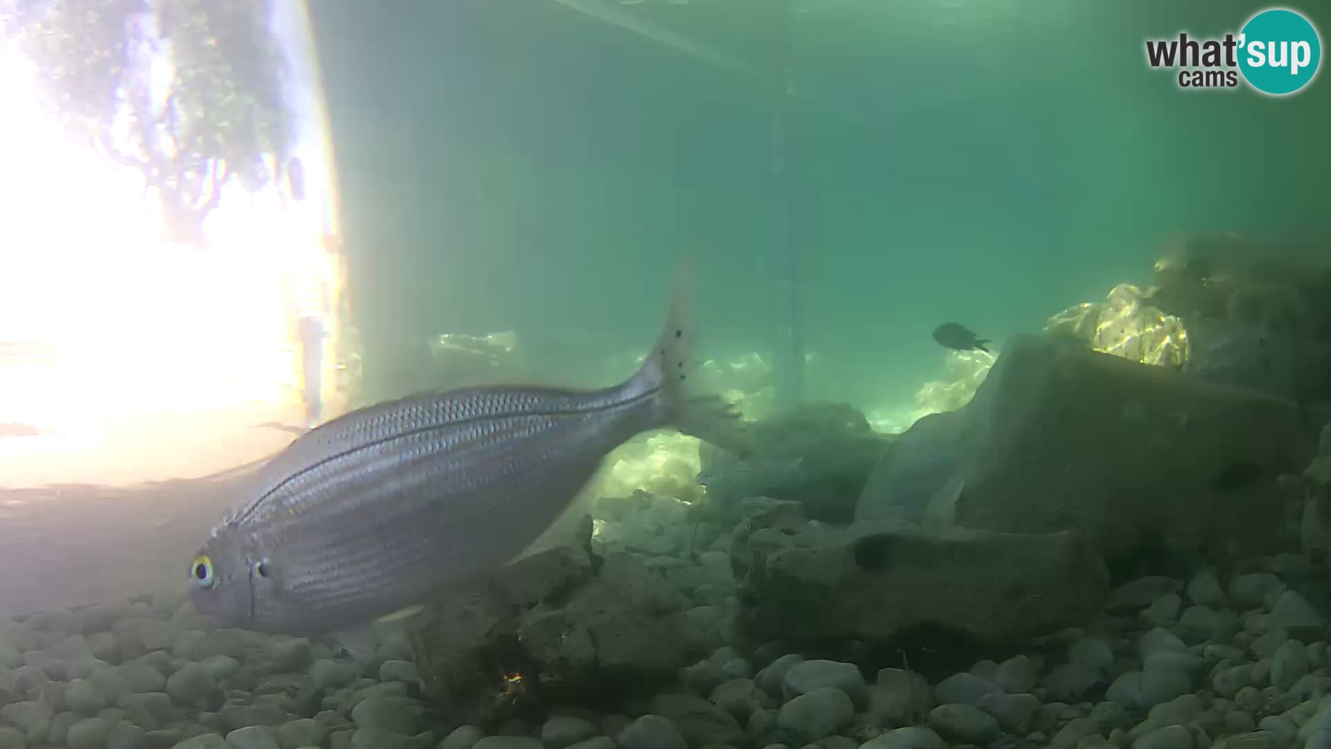 Aquario marino esterno –  Rogoznica livecam Croazia