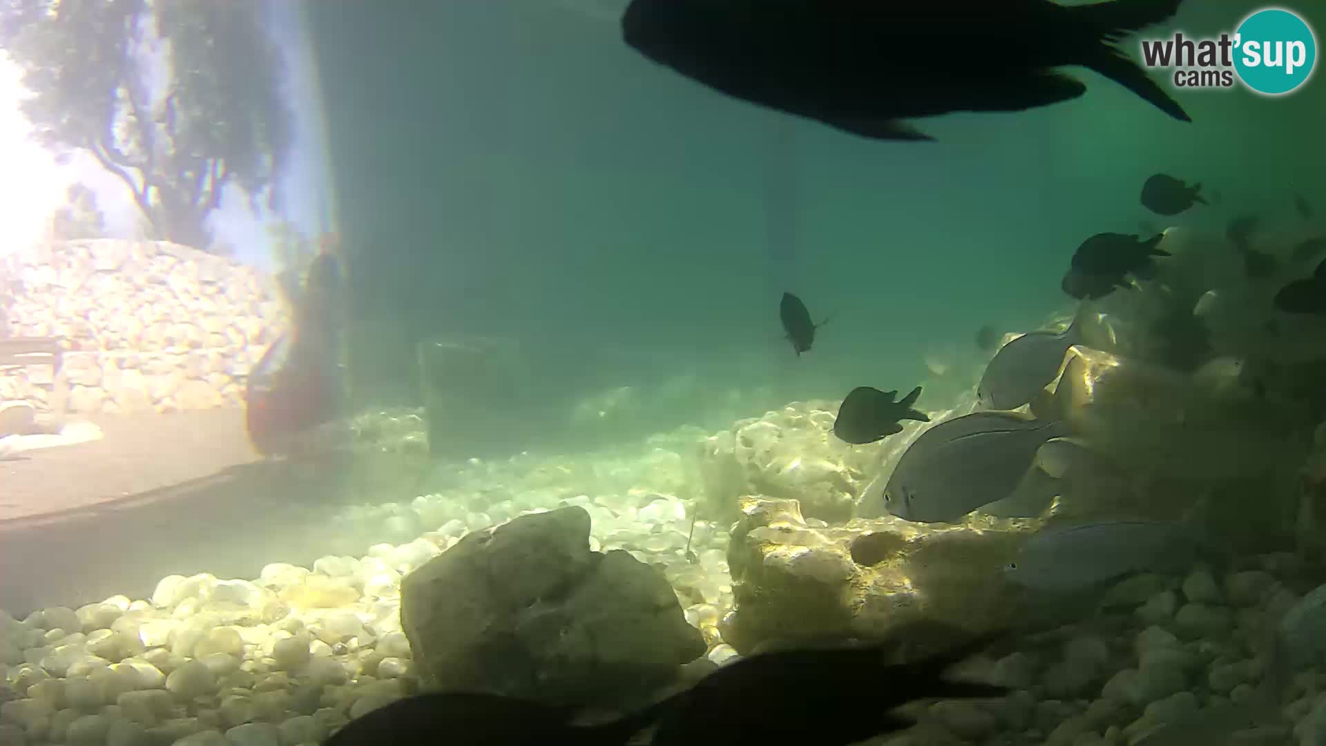 Outdoor Marine Aquarium Rogoznica webcam Croatia